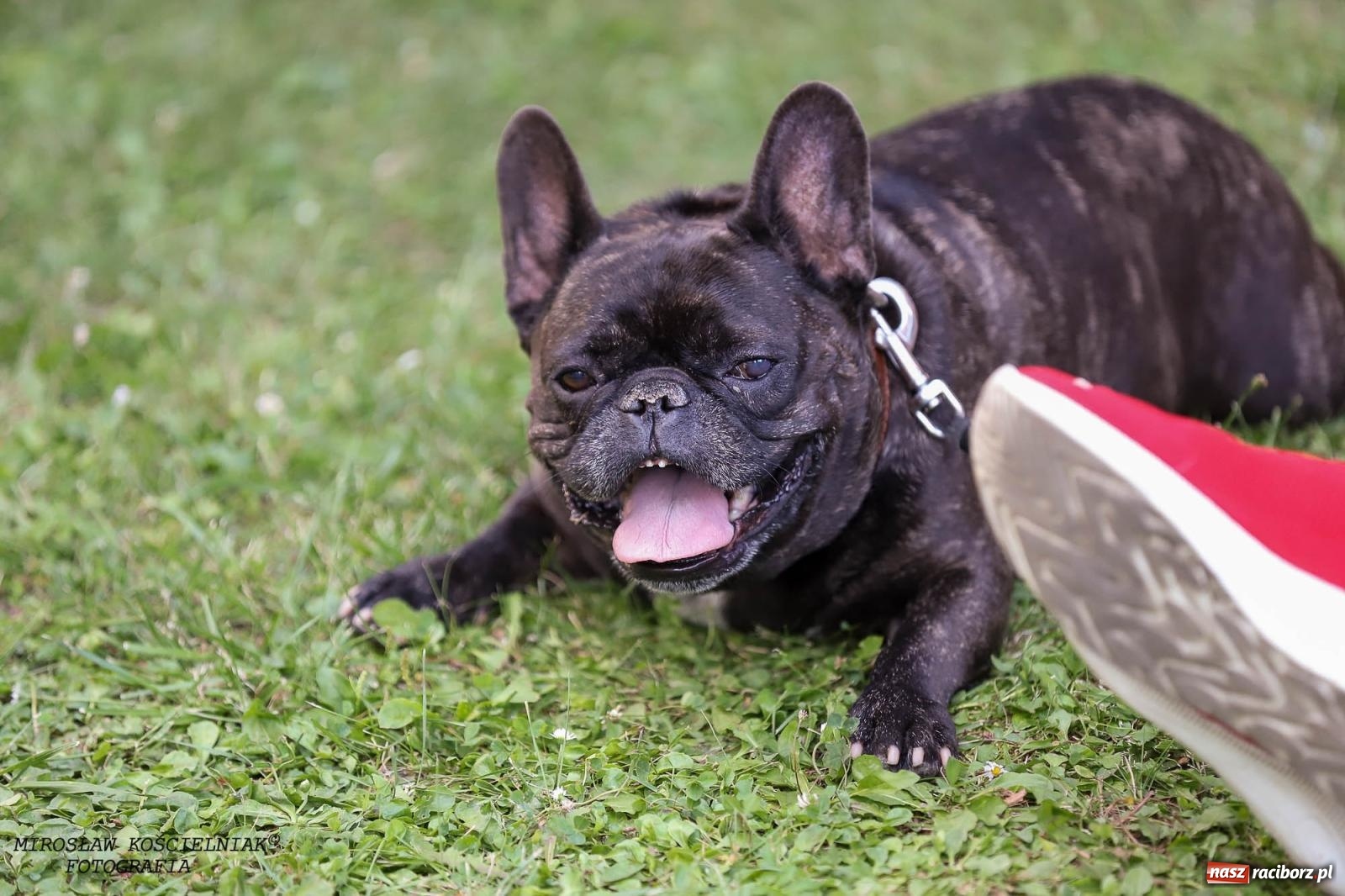 Zdjęcie w galerii na portalu naszraciborz.pl: Na zakręcie, czyli Wariatka tańczy. Letni Teatr na Schodach książnicy wiadomości z regionu