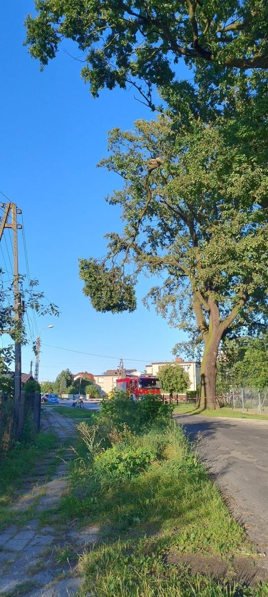 Zdjęcie w galerii na portalu naszraciborz.pl: Raport 998. Konary, owady, przewrócone ogrodzenie. Niedziela strażaków [FOTO] wiadomości z regionu