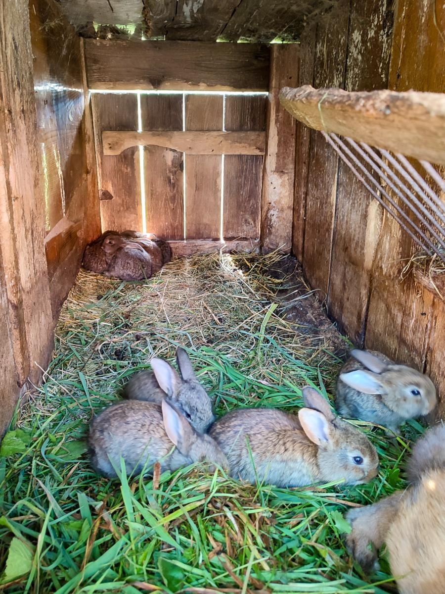 Zdjęcie w galerii na portalu naszraciborz.pl: Chlebowa Chata na zakończenie pierwszego miesiąca wakacji z RCK wiadomości z regionu