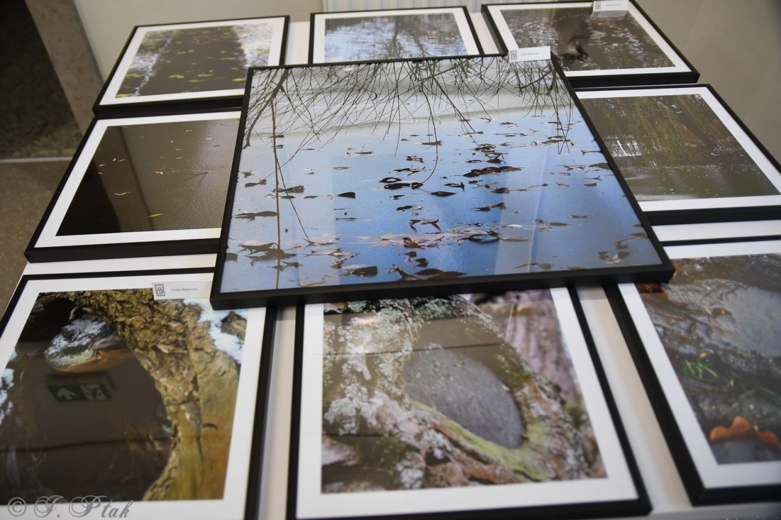 Zdjęcie w galerii na portalu naszraciborz.pl: Dyplomy 2024: fotografia artystyczna. Nowa wystawa w raciborskiej bibliotece wiadomości z regionu