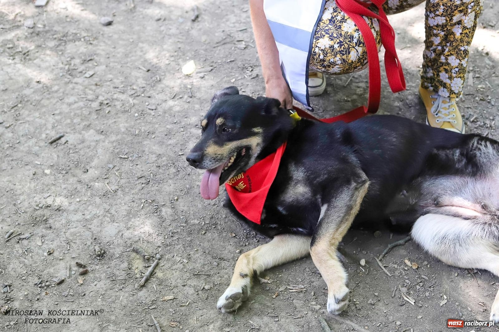 Zdjęcie w galerii na portalu naszraciborz.pl: Psi Gród. Miłośnicy czworonogów spotkali się w średniowiecznej scenerii wiadomości z regionu