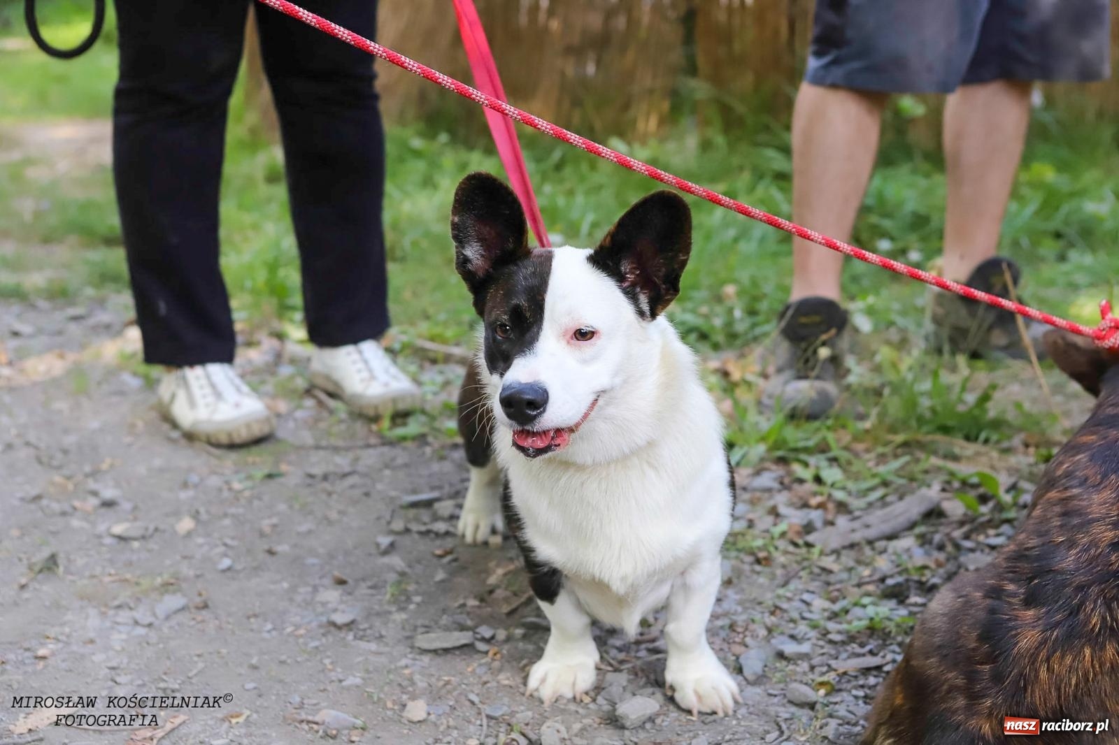 Zdjęcie w galerii na portalu naszraciborz.pl: Psi Gród. Miłośnicy czworonogów spotkali się w średniowiecznej scenerii wiadomości z regionu