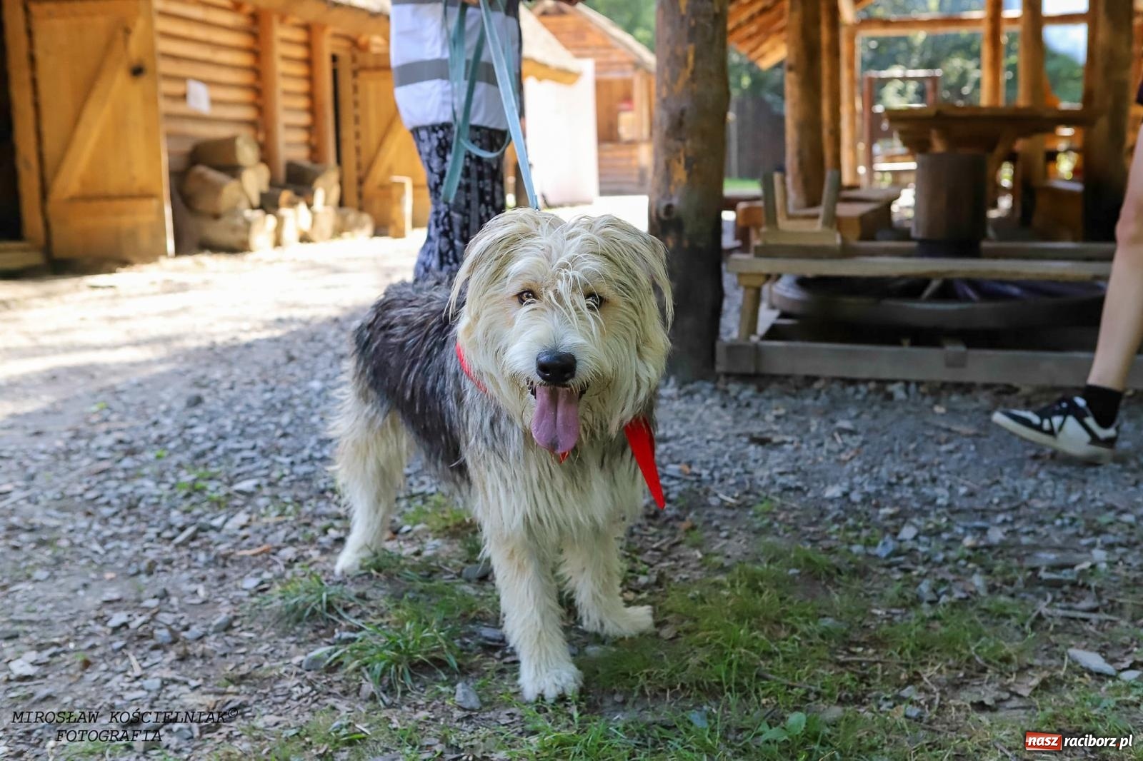 Zdjęcie w galerii na portalu naszraciborz.pl: Psi Gród. Miłośnicy czworonogów spotkali się w średniowiecznej scenerii wiadomości z regionu