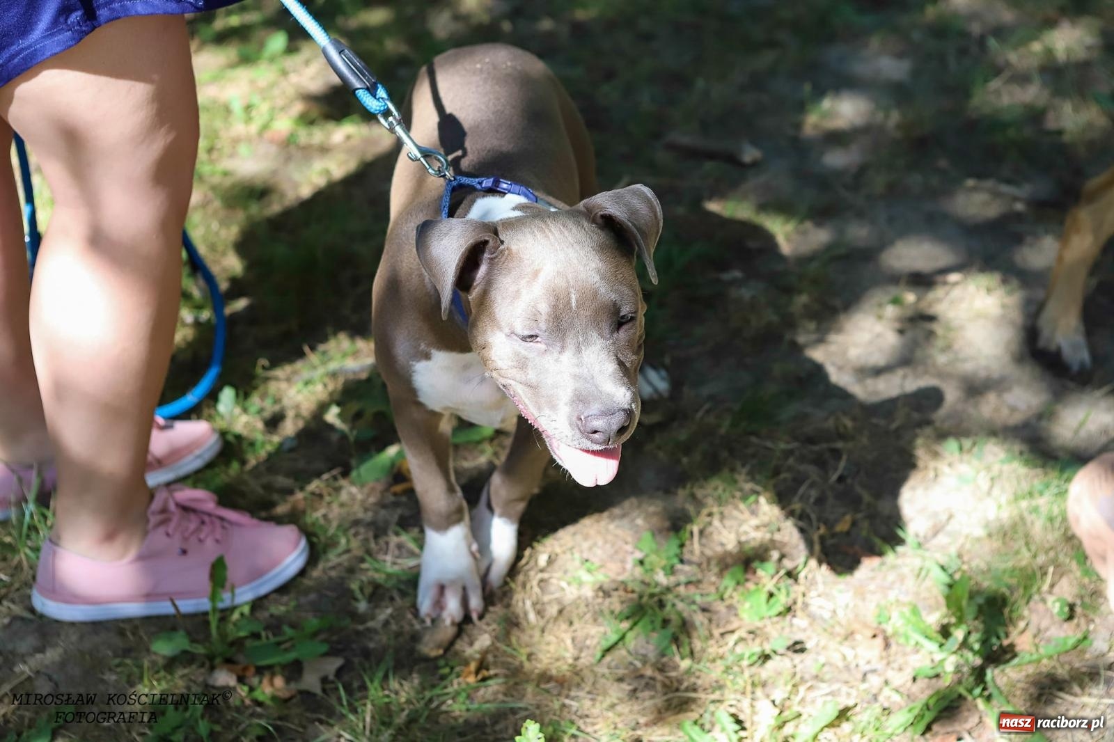 Zdjęcie w galerii na portalu naszraciborz.pl: Psi Gród. Miłośnicy czworonogów spotkali się w średniowiecznej scenerii wiadomości z regionu