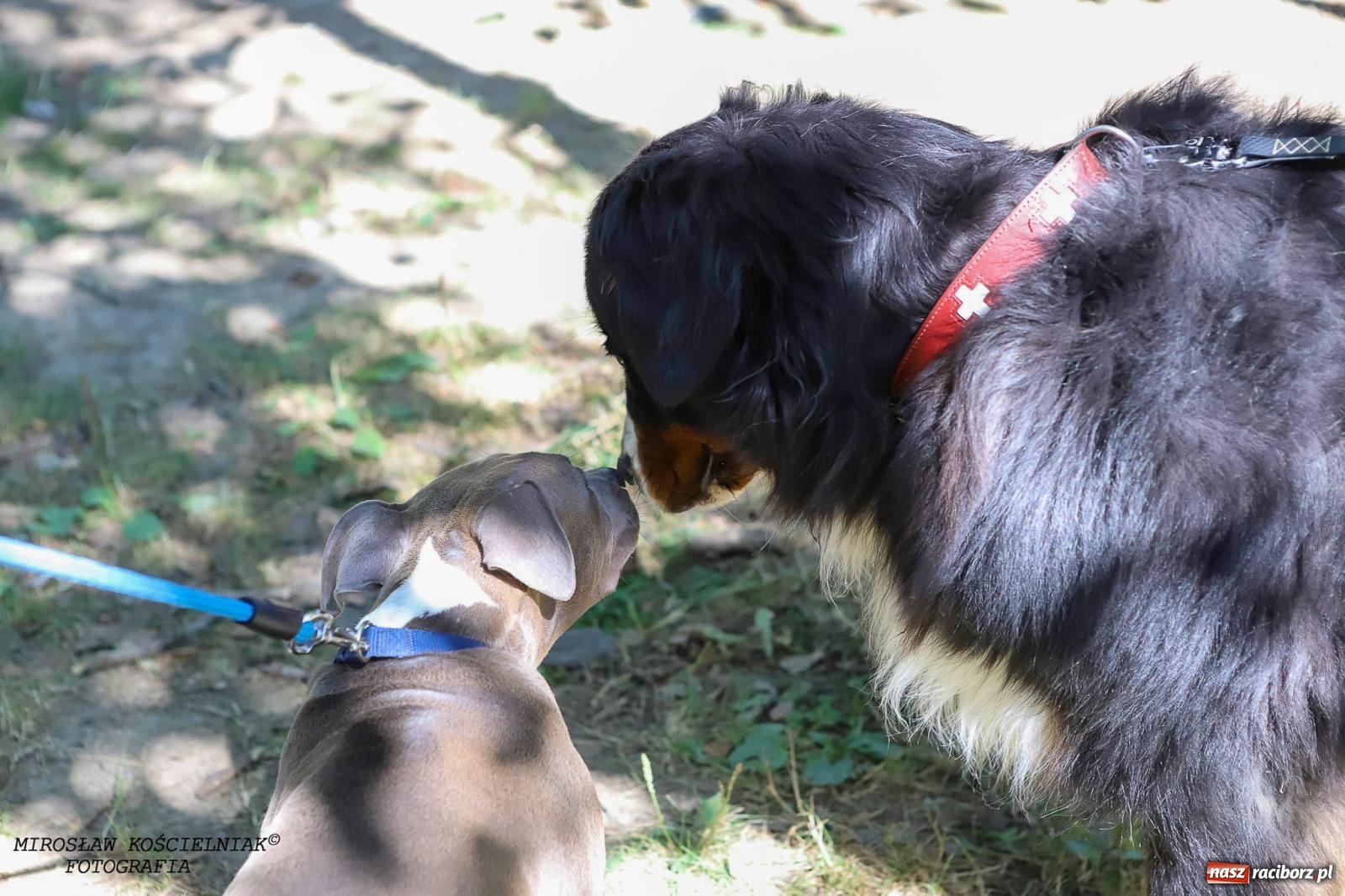 Zdjęcie w galerii na portalu naszraciborz.pl: Psi Gród. Miłośnicy czworonogów spotkali się w średniowiecznej scenerii wiadomości z regionu