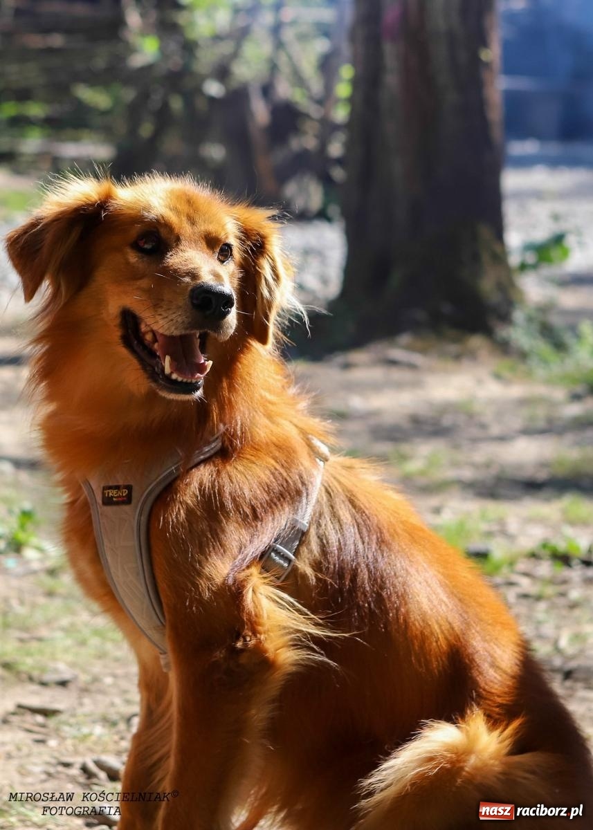 Zdjęcie w galerii na portalu naszraciborz.pl: Psi Gród. Miłośnicy czworonogów spotkali się w średniowiecznej scenerii wiadomości z regionu
