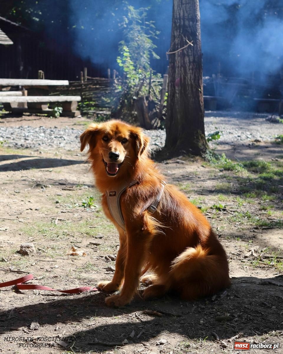Zdjęcie w galerii na portalu naszraciborz.pl: Psi Gród. Miłośnicy czworonogów spotkali się w średniowiecznej scenerii wiadomości z regionu