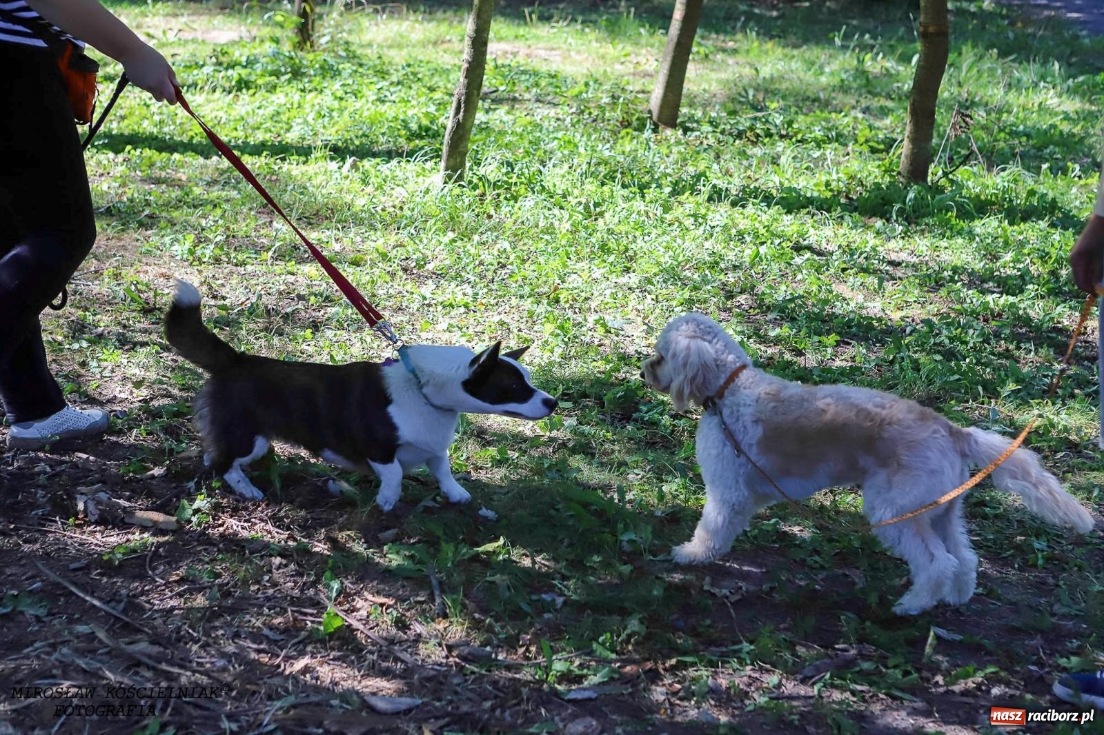Zdjęcie w galerii na portalu naszraciborz.pl: Psi Gród. Miłośnicy czworonogów spotkali się w średniowiecznej scenerii wiadomości z regionu