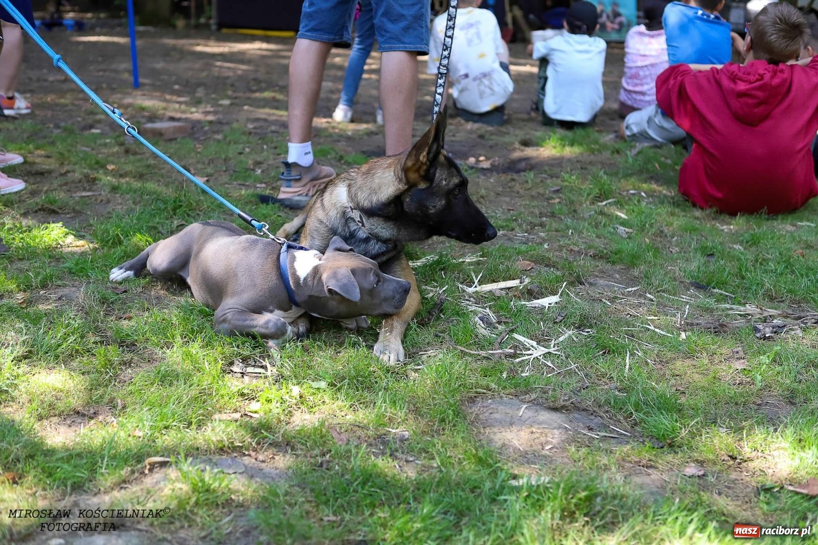 Zdjęcie w galerii na portalu naszraciborz.pl: Psi Gród. Miłośnicy czworonogów spotkali się w średniowiecznej scenerii wiadomości z regionu