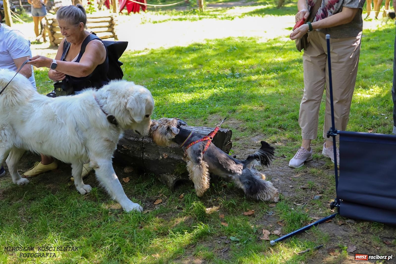 Zdjęcie w galerii na portalu naszraciborz.pl: Psi Gród. Miłośnicy czworonogów spotkali się w średniowiecznej scenerii wiadomości z regionu