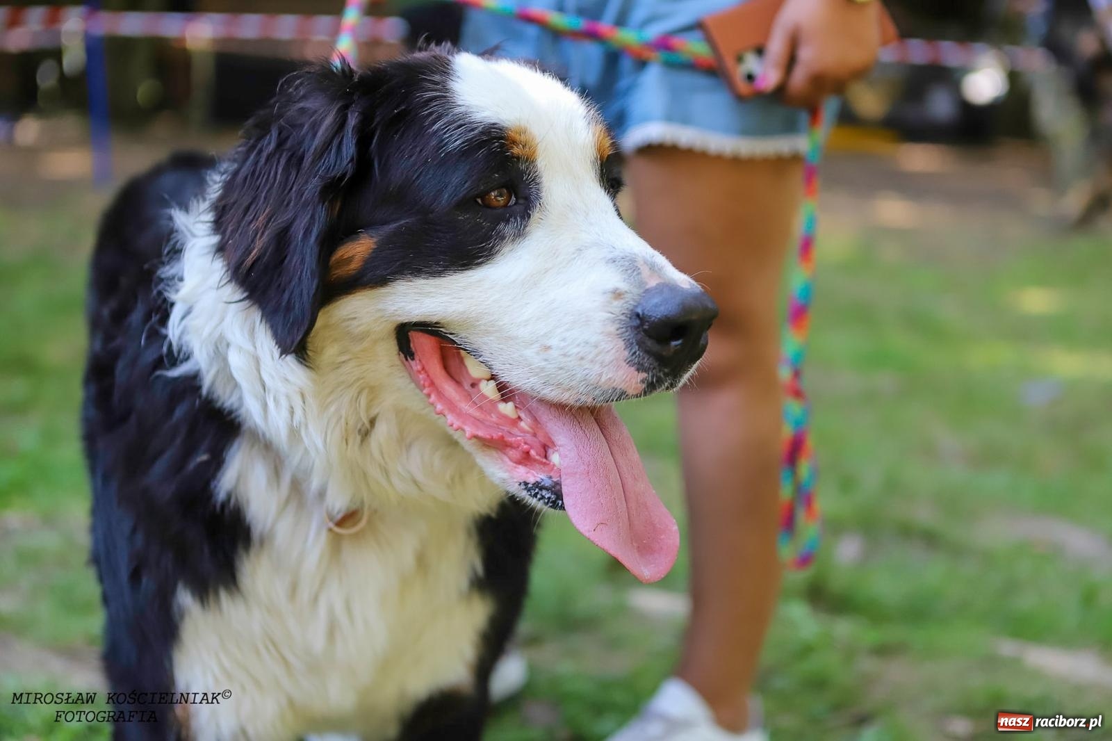 Zdjęcie w galerii na portalu naszraciborz.pl: Psi Gród. Miłośnicy czworonogów spotkali się w średniowiecznej scenerii wiadomości z regionu