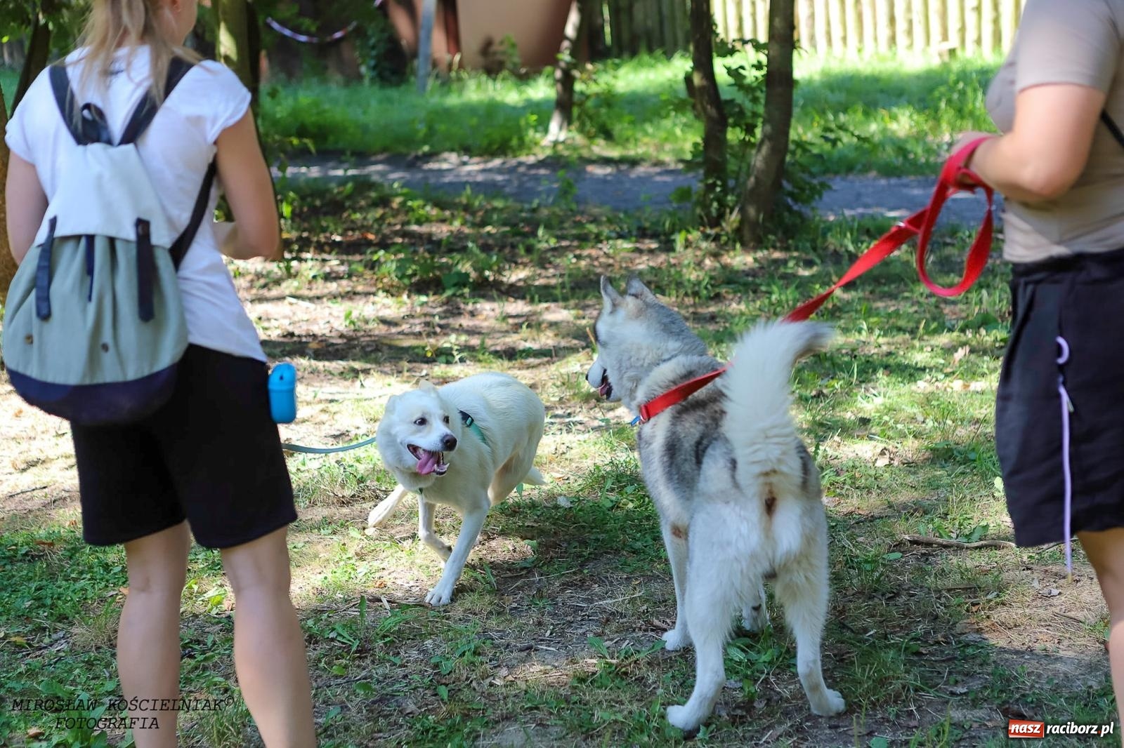 Zdjęcie w galerii na portalu naszraciborz.pl: Psi Gród. Miłośnicy czworonogów spotkali się w średniowiecznej scenerii wiadomości z regionu