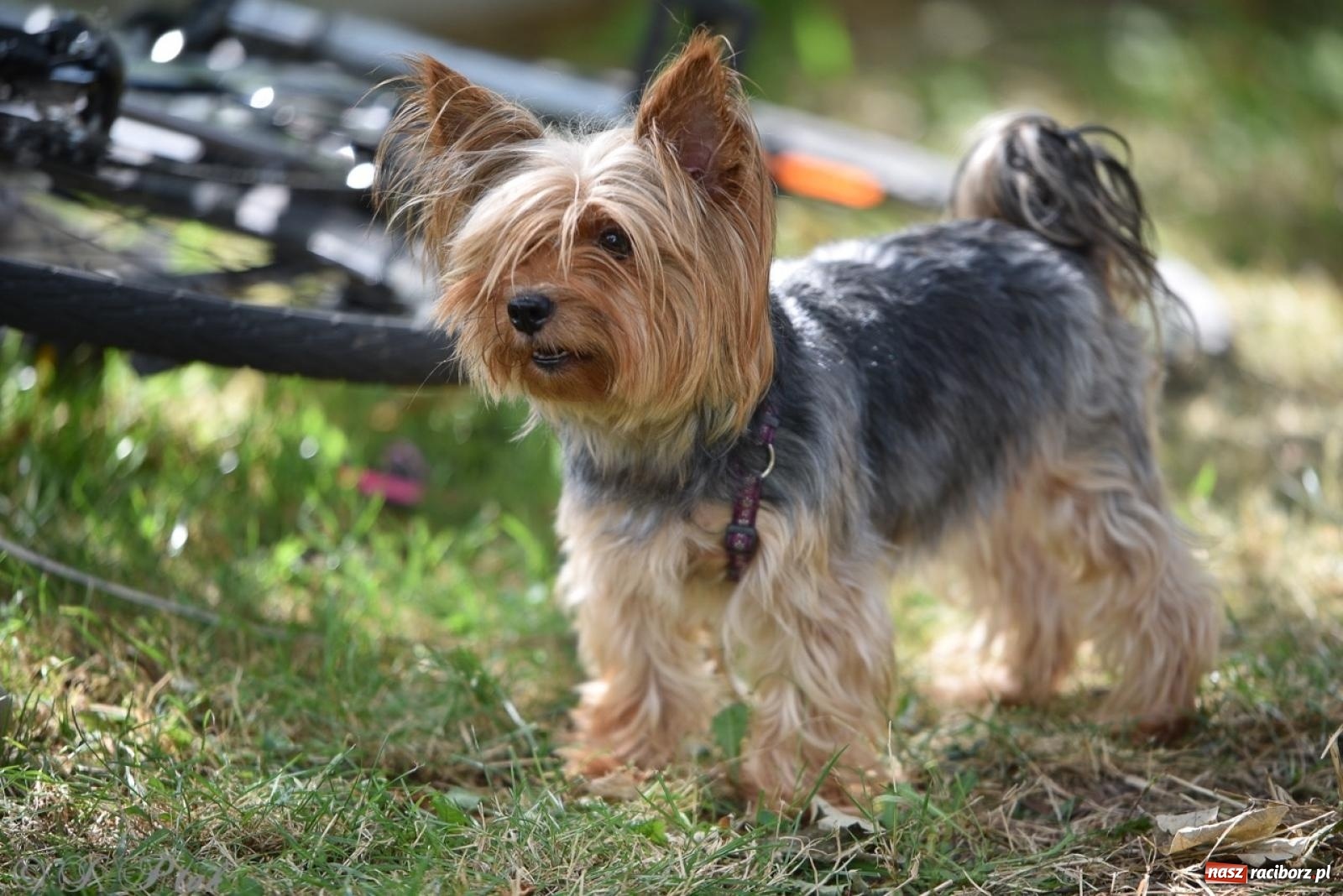 Zdjęcie w galerii na portalu naszraciborz.pl: TOGETHER. Polsko-ukraiński piknik integracyjny w ogrodzie Strzechy wiadomości z regionu