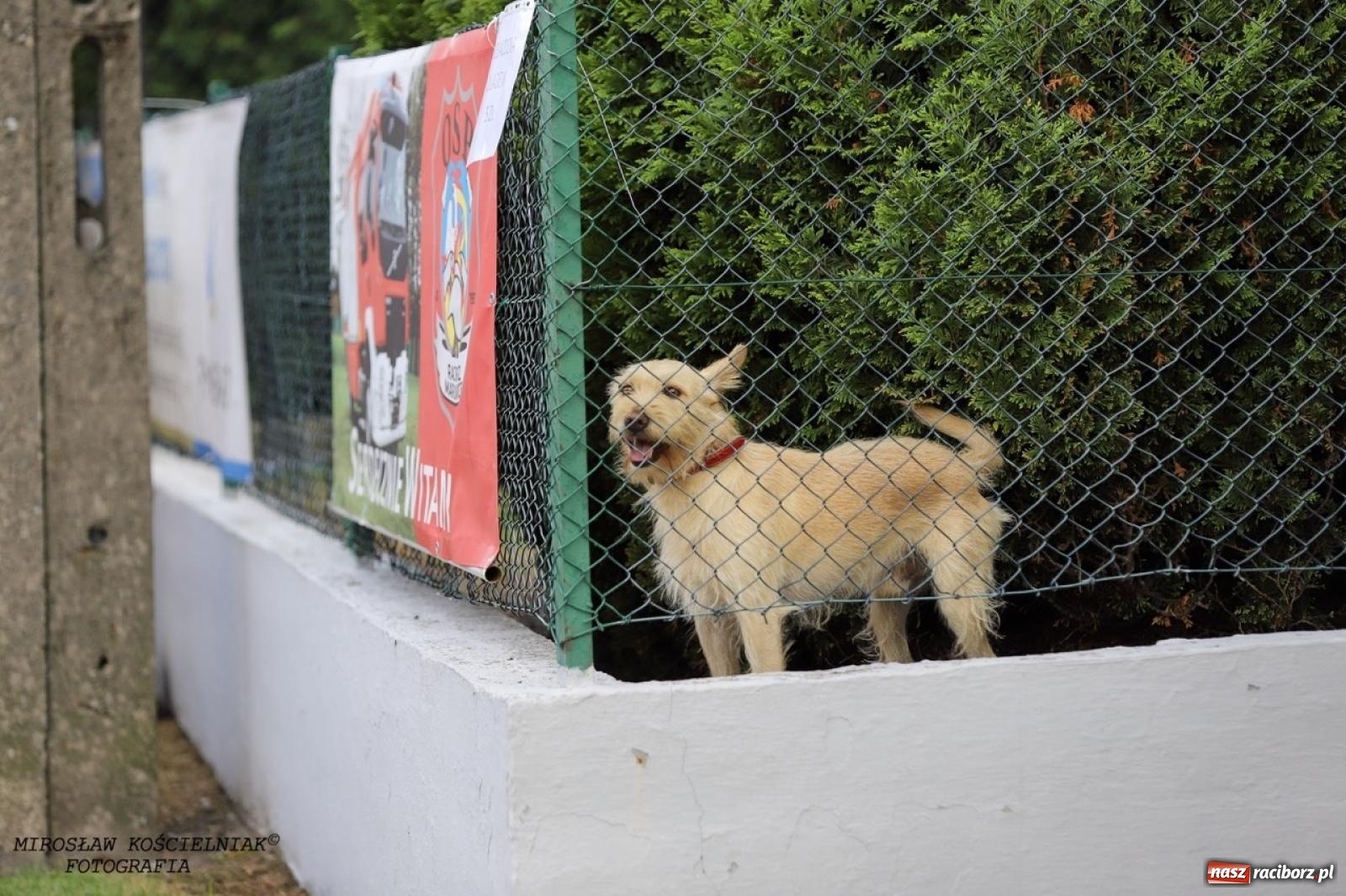 Zdjęcie w galerii na portalu naszraciborz.pl: Strażacy z Markowic z festynu pod remizą ruszyli do akcji [FOTO i WIDEO] wiadomości z regionu