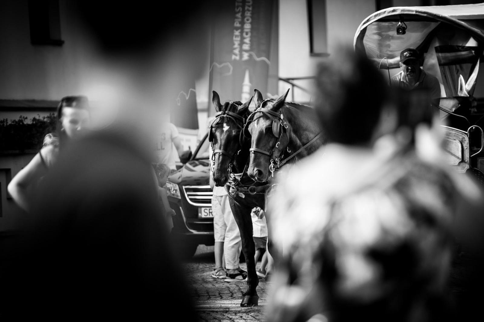 Zdjęcie w galerii na portalu naszraciborz.pl: Wielki finał Wakacji w siodle na Zamku Piastowskim. Tłumy na dziedzińcu [FOTO i WIDEO] wiadomości z regionu