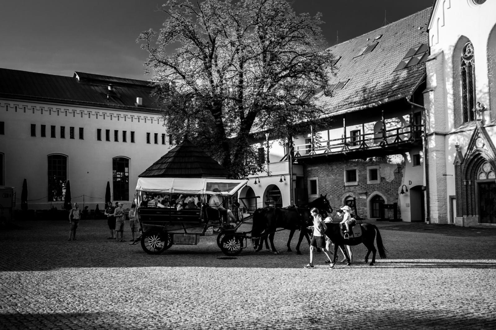 Zdjęcie w galerii na portalu naszraciborz.pl: Wielki finał Wakacji w siodle na Zamku Piastowskim. Tłumy na dziedzińcu [FOTO i WIDEO] wiadomości z regionu