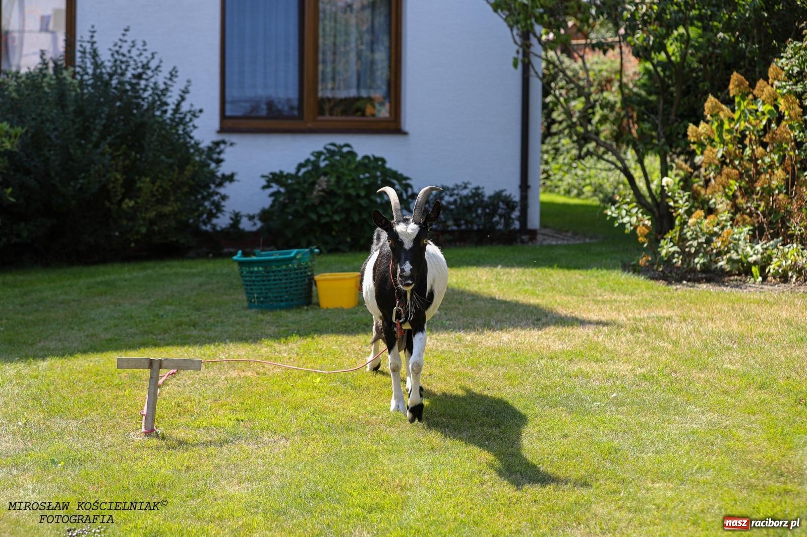 Zdjęcie w galerii na portalu naszraciborz.pl: Piknik rodzinny i dożynki w Cyprzanowie [FOTO i WIDEO] wiadomości z regionu