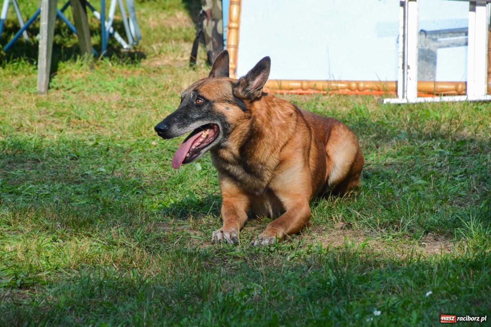 Zdjęcie w galerii na portalu naszraciborz.pl: Puchar Narodów Mondioringu 2024: Emocjonujące starty w Babicach! wiadomości z regionu