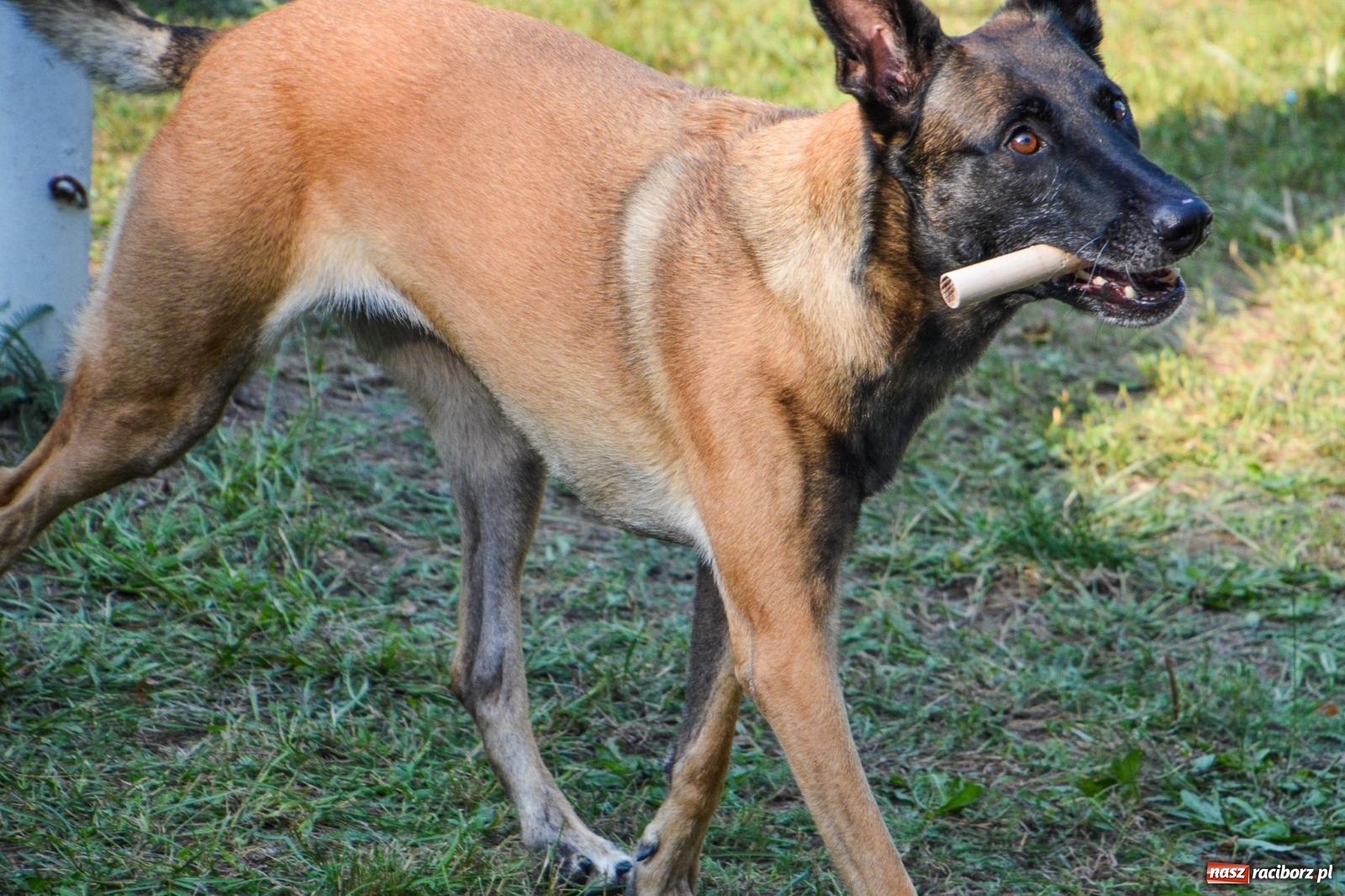 Zdjęcie w galerii na portalu naszraciborz.pl: Puchar Narodów Mondioringu 2024: Emocjonujące starty w Babicach! wiadomości z regionu