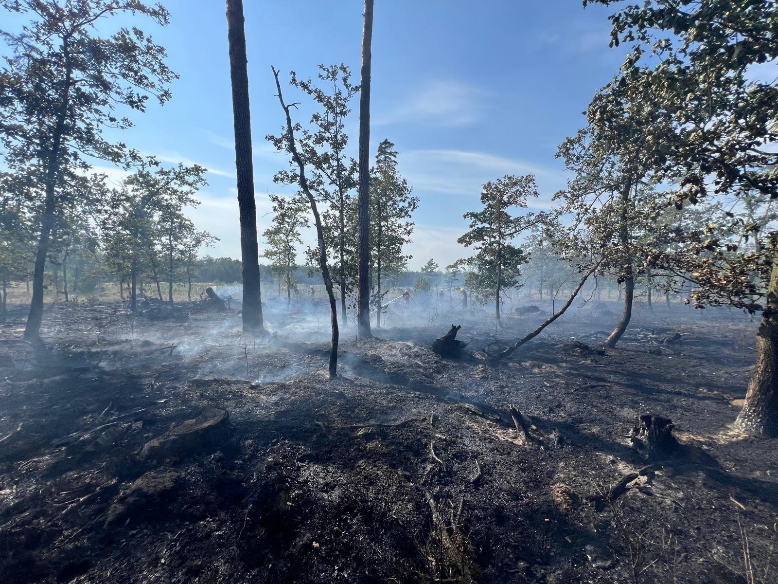 Zdjęcie w galerii na portalu naszraciborz.pl: Pożar lasu w Szymocicach. Spłonęło ponad pół hektara poszycia [FOTO i WIDEO] wiadomości z regionu