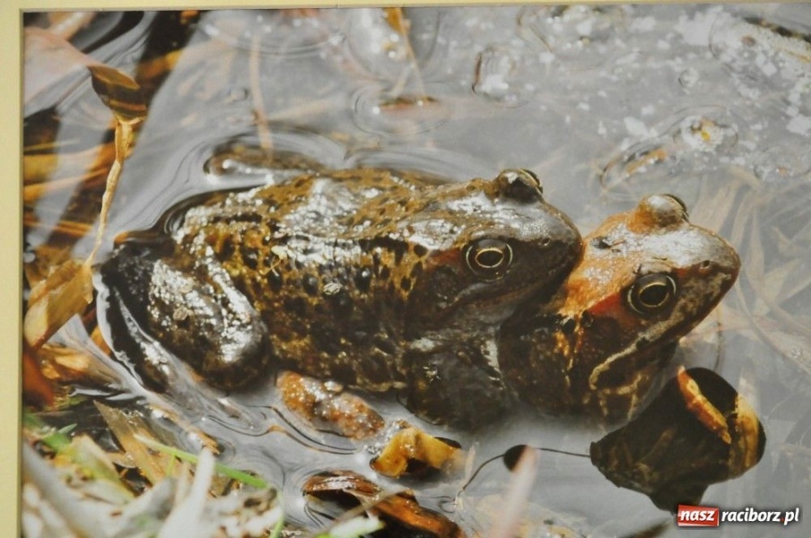 Zdjęcie w galerii na portalu naszraciborz.pl: Płazy - pozwólmy im żyć wiadomości z regionu