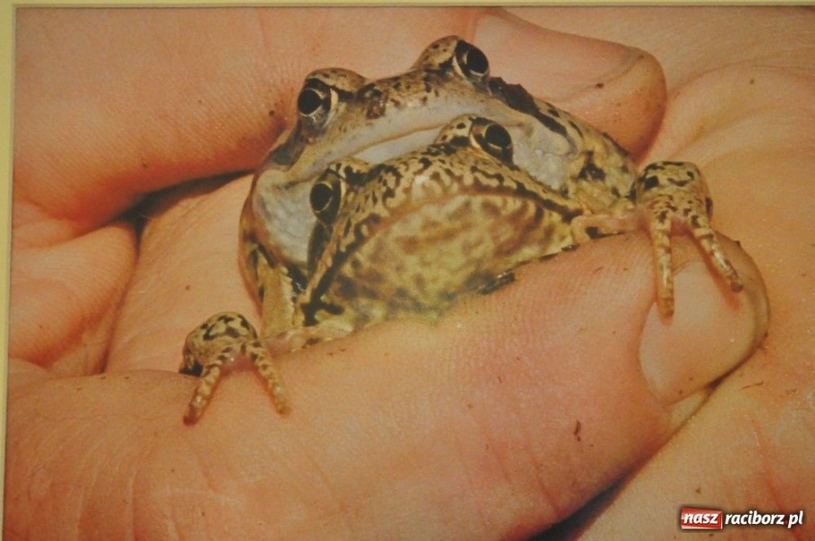 Zdjęcie w galerii na portalu naszraciborz.pl: Płazy - pozwólmy im żyć wiadomości z regionu