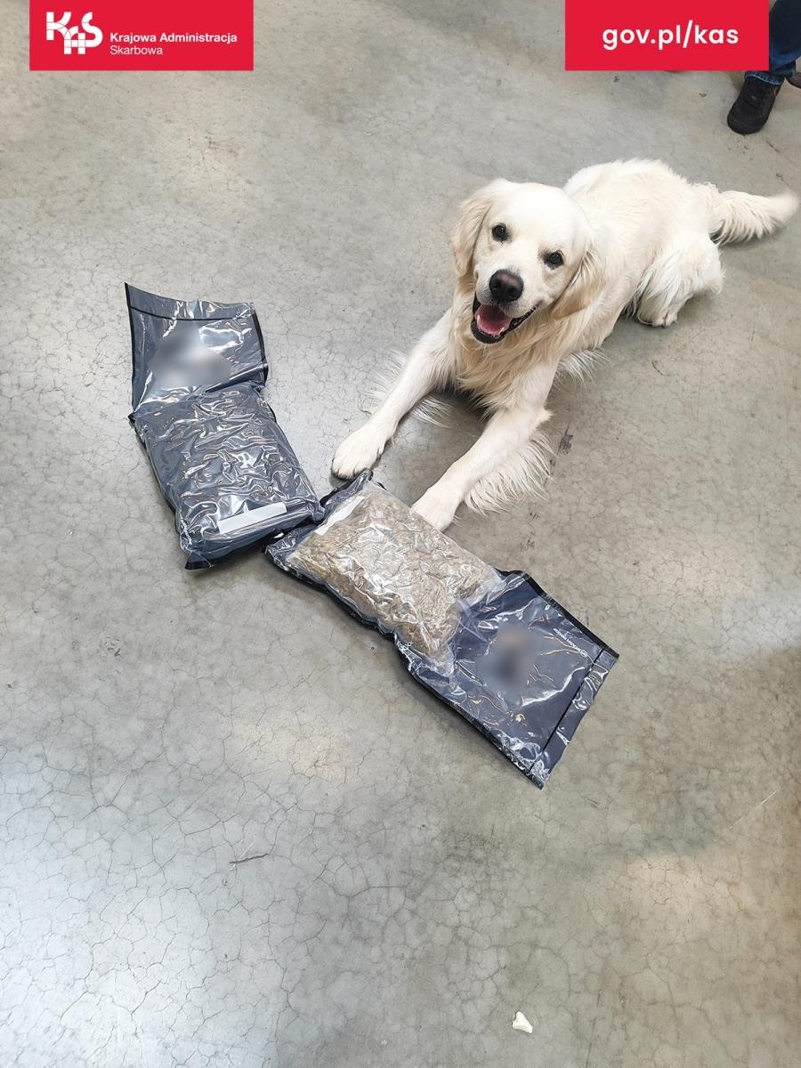 Zdjęcie w galerii na portalu naszraciborz.pl: Służby w sortowni. Marihuana zamiast kamizelki rowerowej wiadomości z regionu