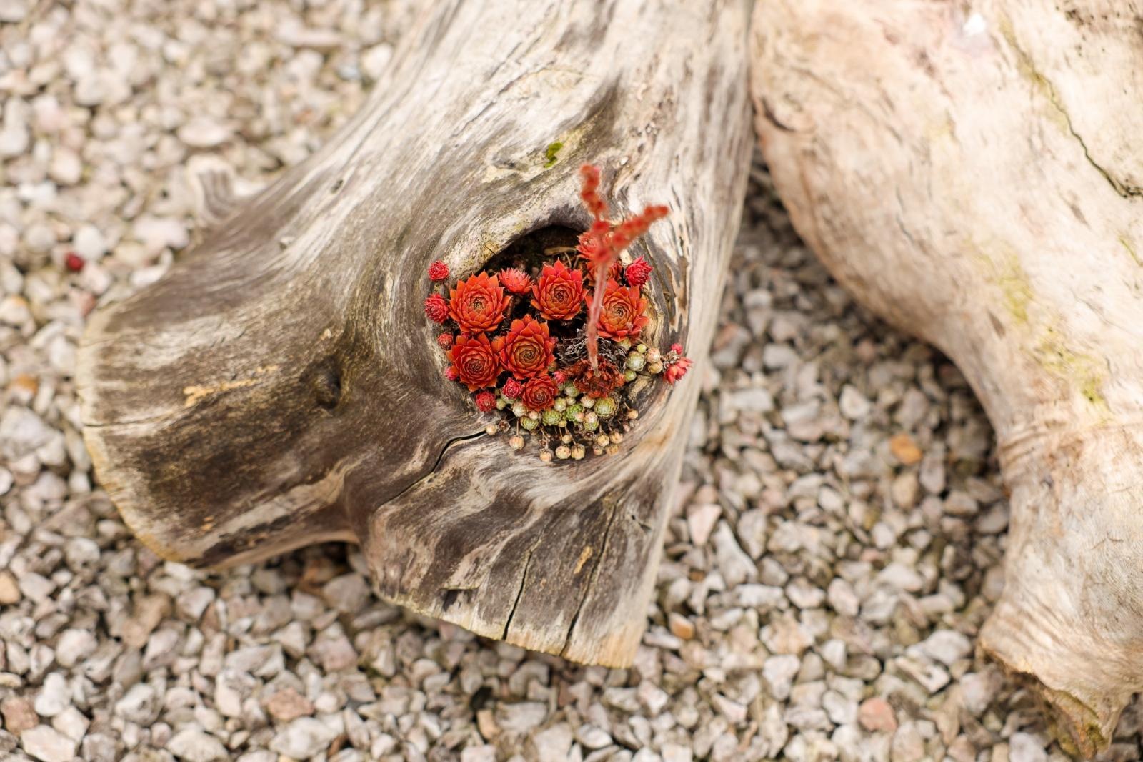 Zdjęcie w galerii na portalu naszraciborz.pl: Raciborzanie kochają zieleń. Oto ich przepiękne aranżacje wiadomości z regionu