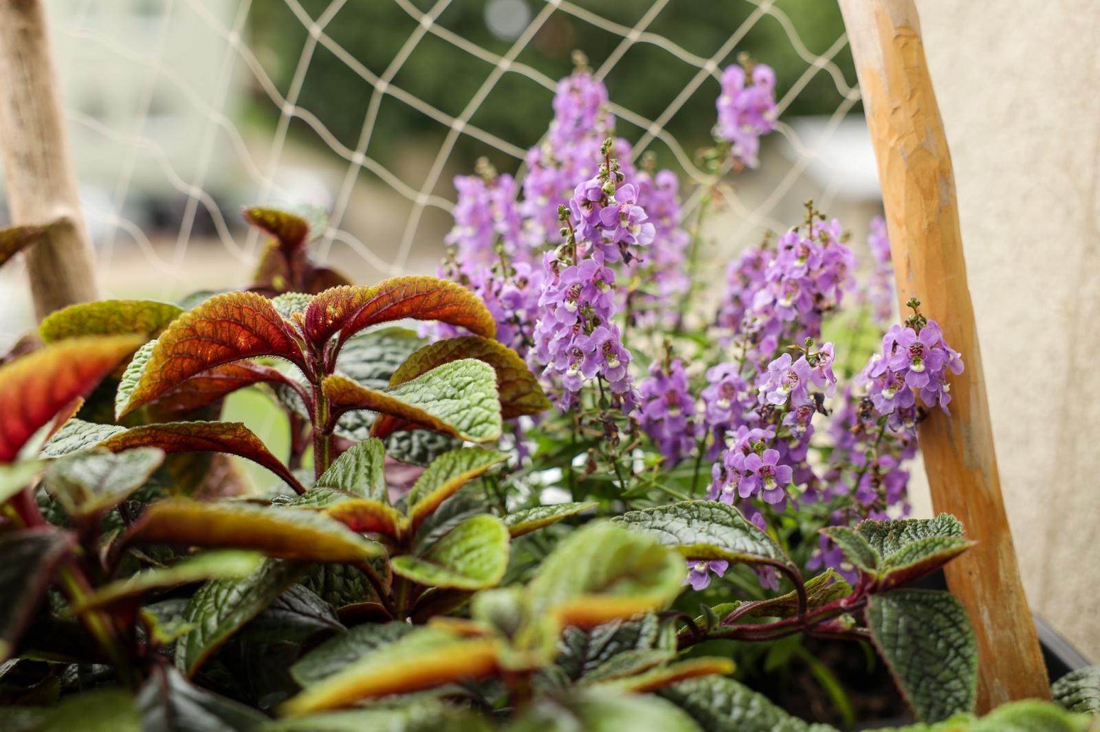 Zdjęcie w galerii na portalu naszraciborz.pl: Raciborzanie kochają zieleń. Oto ich przepiękne aranżacje wiadomości z regionu