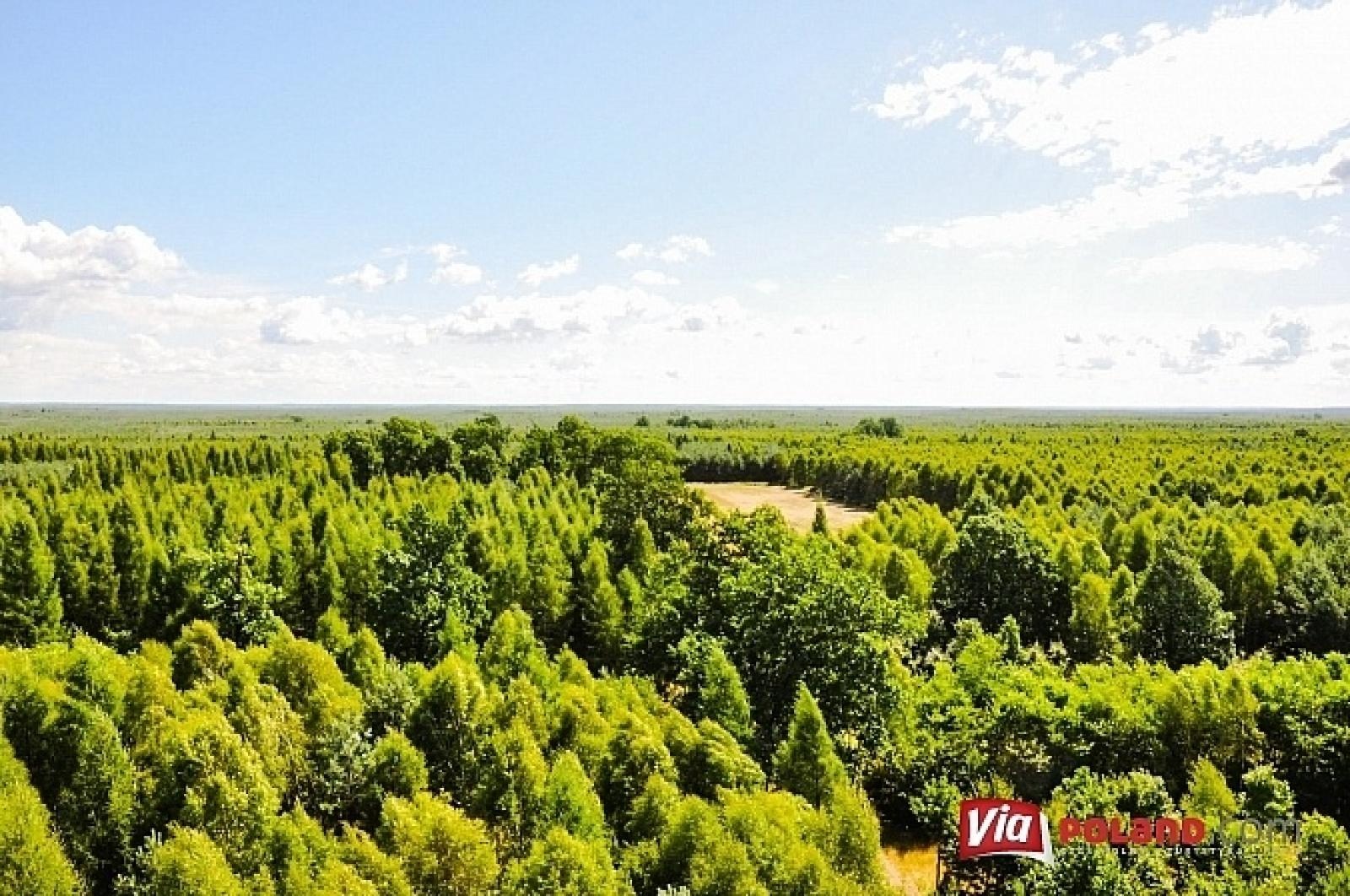 Zdjęcie w galerii na portalu naszraciborz.pl: Leśnicy z Rud pokazali jak wieże obserwacyjne precyzyjnie namierzają pożar wiadomości z regionu