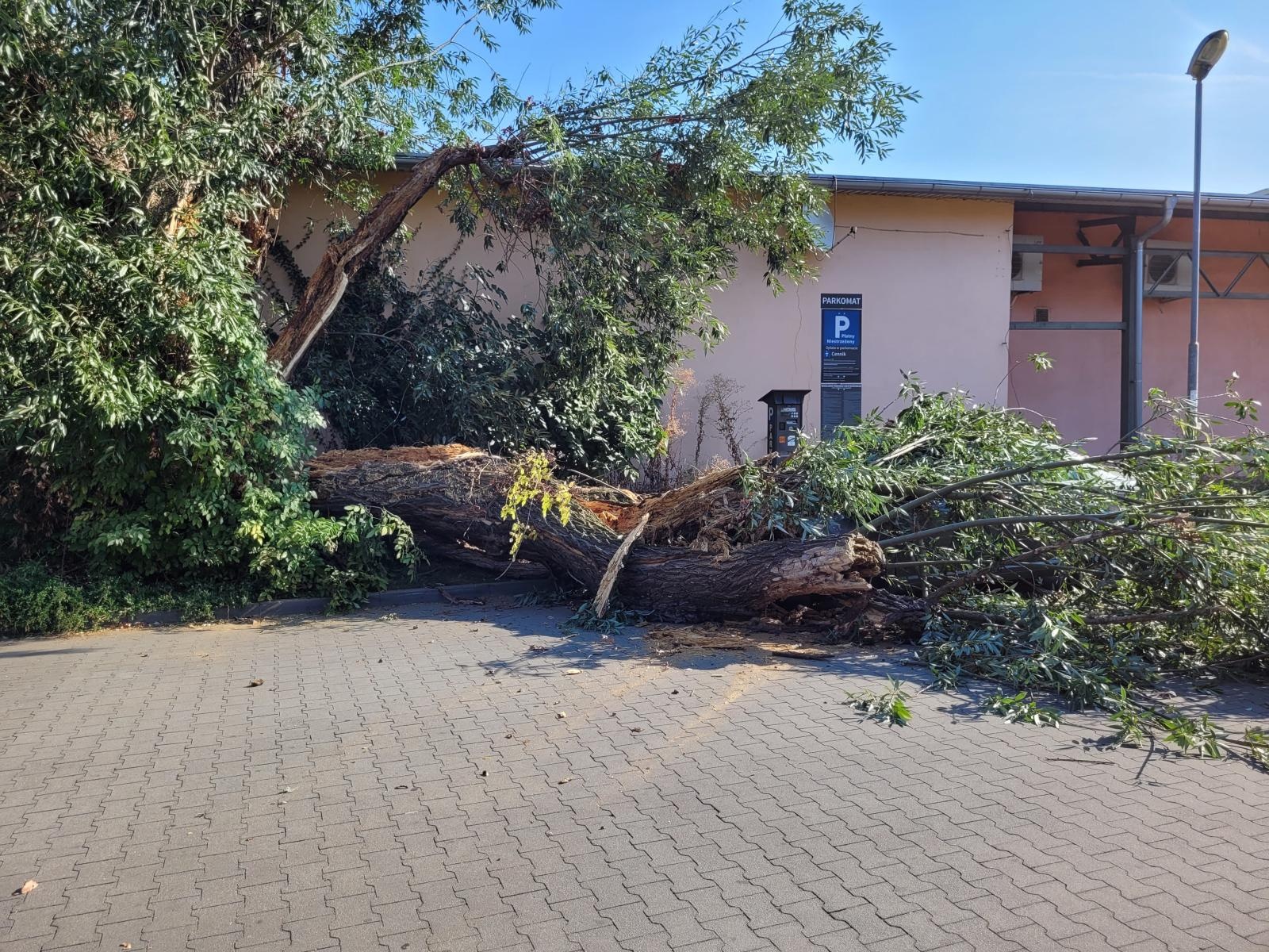 Zdjęcie w galerii na portalu naszraciborz.pl: Konar drzewa runął na toyotę przy Opawskiej wiadomości z regionu