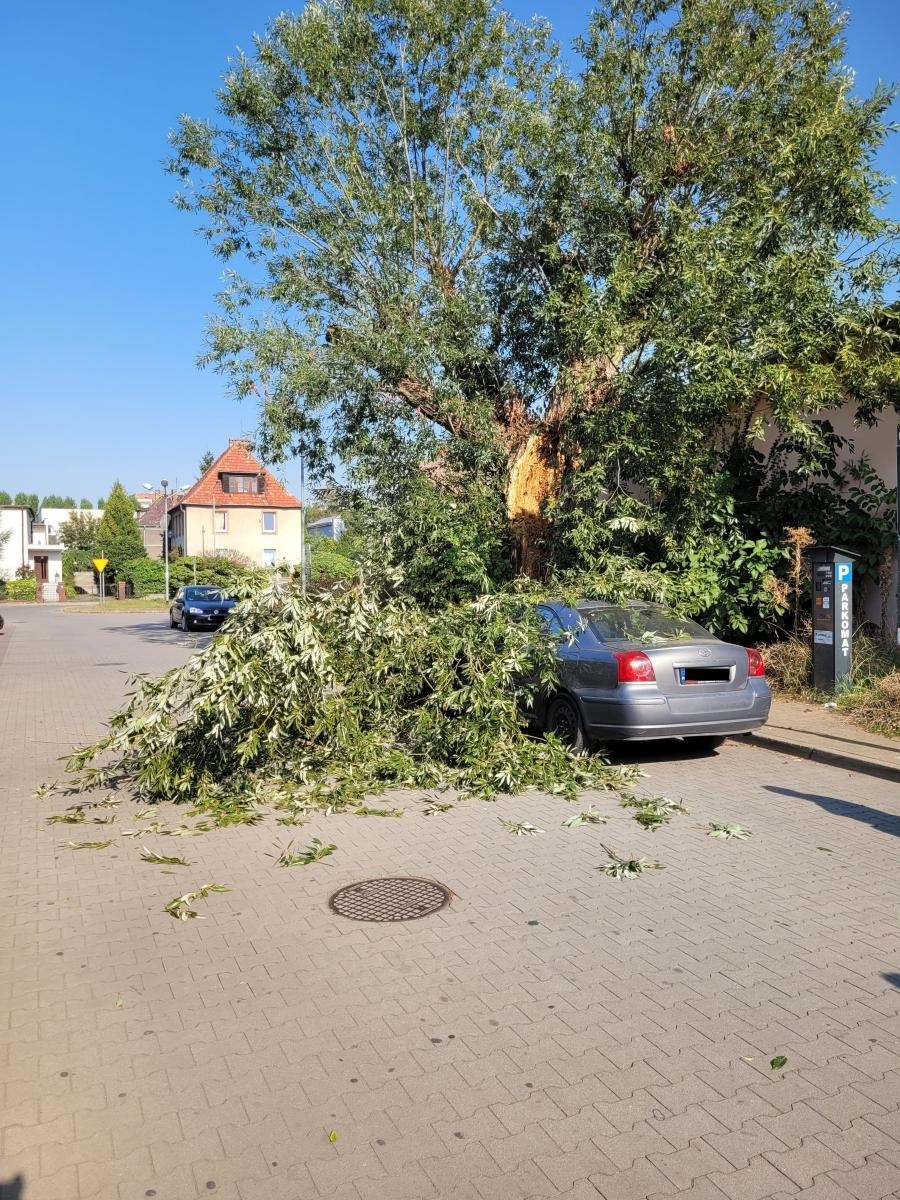 Zdjęcie w galerii na portalu naszraciborz.pl: Konar drzewa runął na toyotę przy Opawskiej wiadomości z regionu
