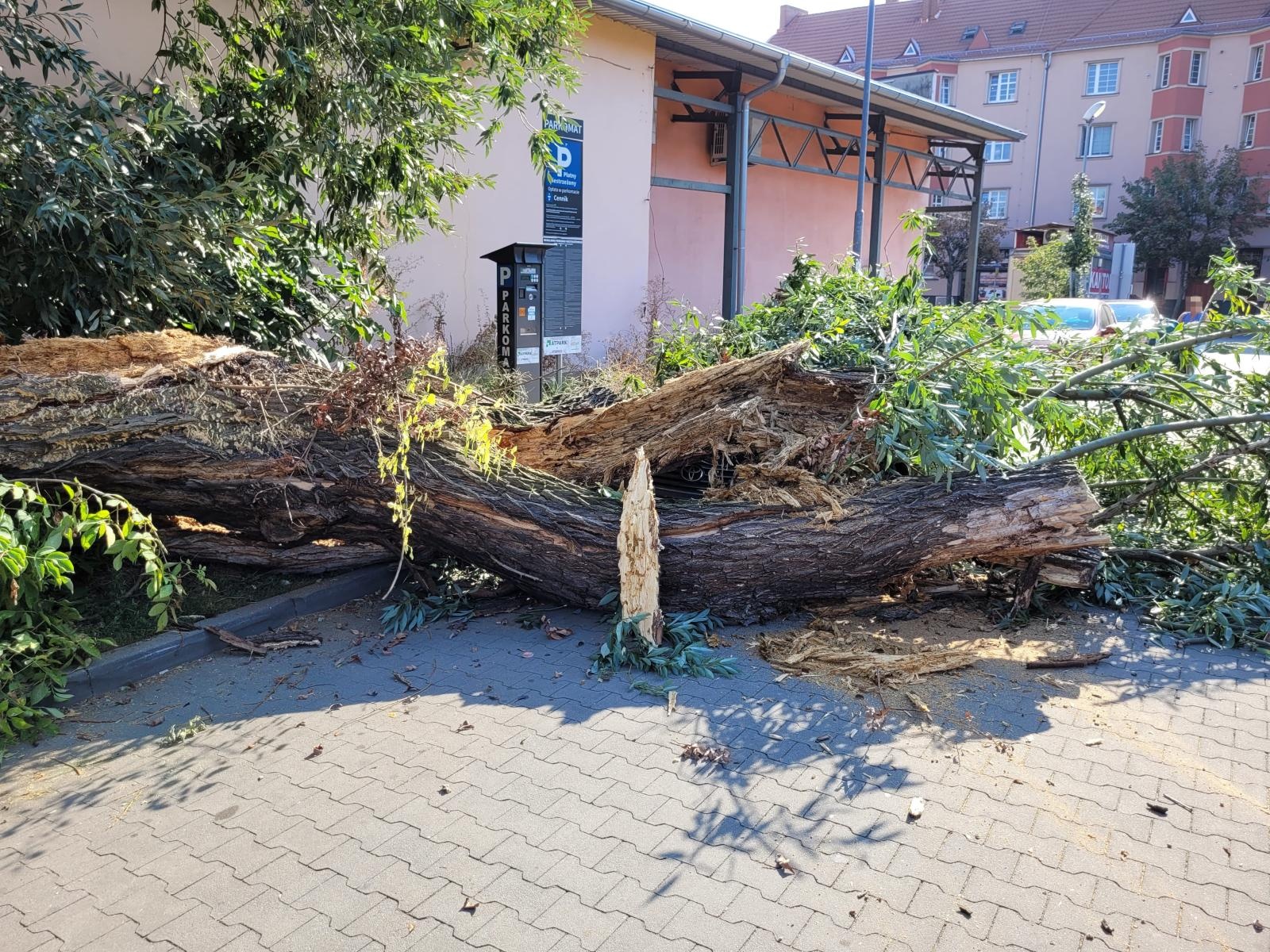 Zdjęcie w galerii na portalu naszraciborz.pl: Konar drzewa runął na toyotę przy Opawskiej wiadomości z regionu