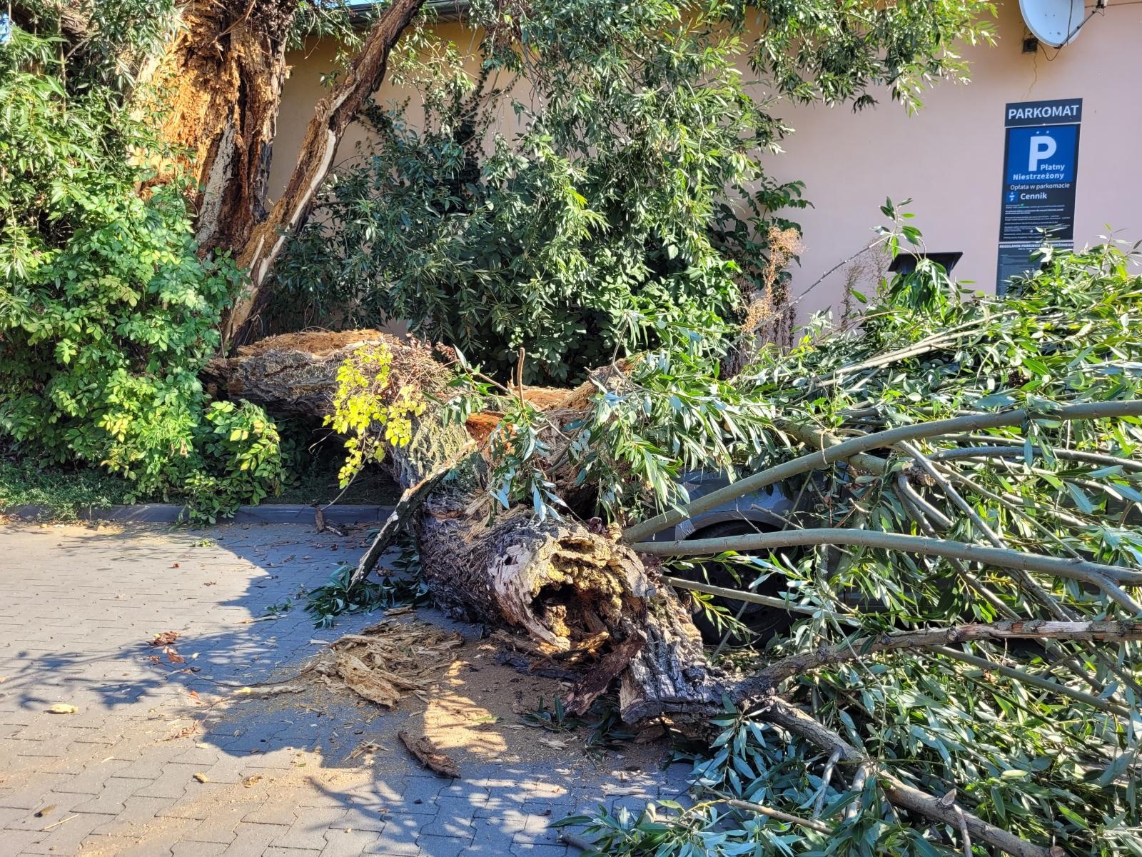 Zdjęcie w galerii na portalu naszraciborz.pl: Konar drzewa runął na toyotę przy Opawskiej wiadomości z regionu