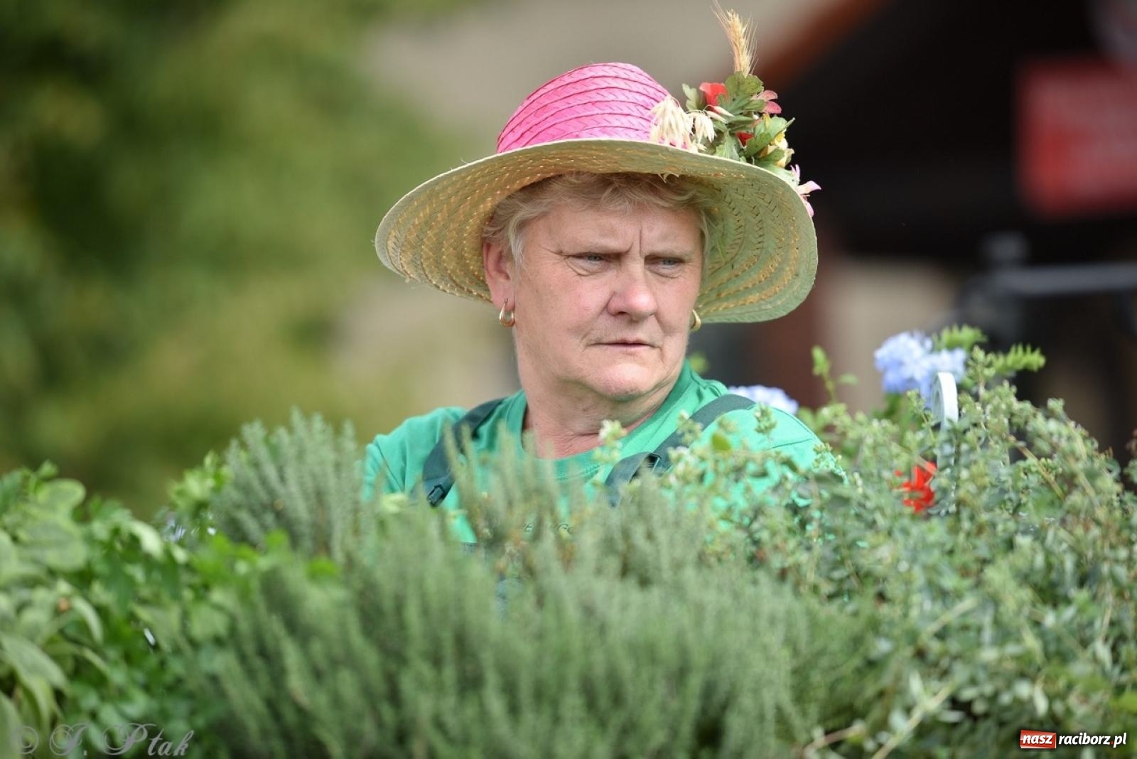 Zdjęcie w galerii na portalu naszraciborz.pl: Dożynki w Samborowicach – kolorowy korowód i rodzinna zabawa [FOTO i WIDEO] wiadomości z regionu