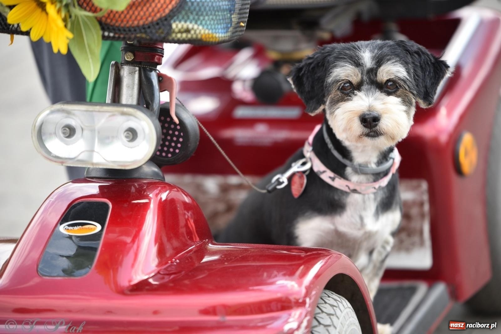 Zdjęcie w galerii na portalu naszraciborz.pl: Kolorowe pożegnanie Lata w Krzanowicach [FOTO i WIDEO] wiadomości z regionu