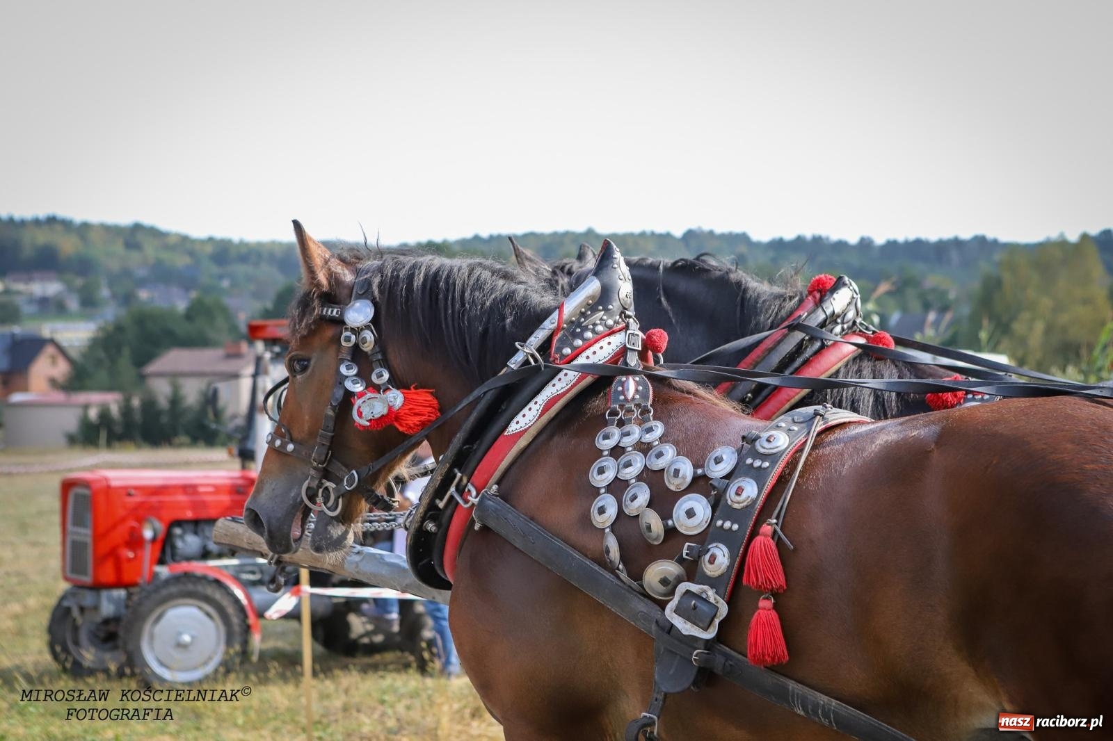 Zdjęcie w galerii na portalu naszraciborz.pl: Dożynki gminy Kornowac - kobylskie święto plonów pełne muzyki i zabawy! wiadomości z regionu