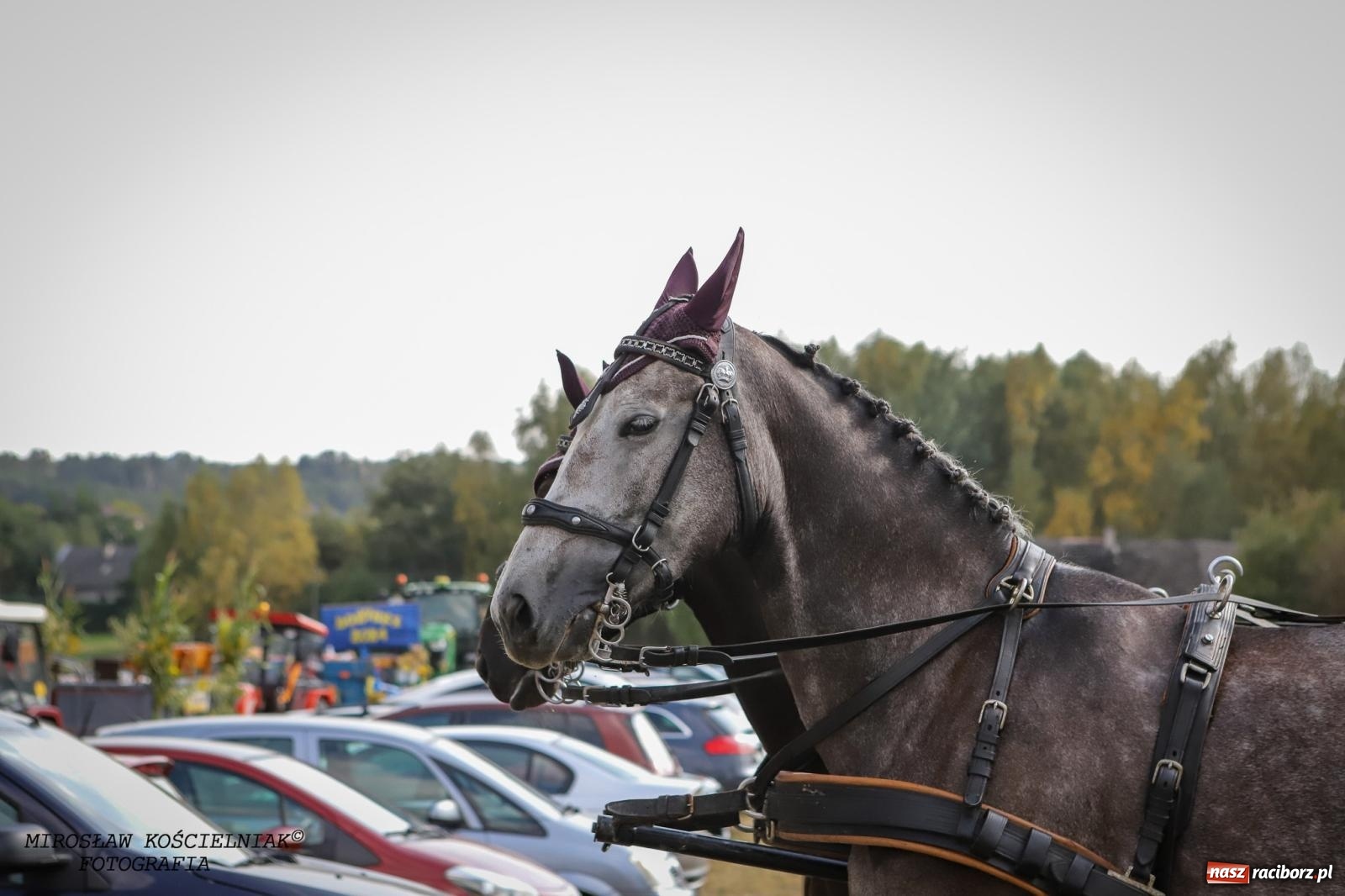 Zdjęcie w galerii na portalu naszraciborz.pl: Dożynki gminy Kornowac - kobylskie święto plonów pełne muzyki i zabawy! wiadomości z regionu