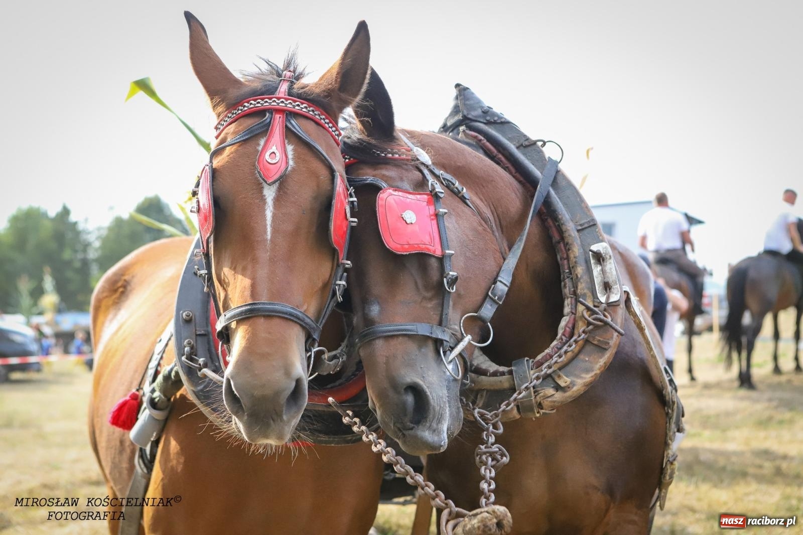 Zdjęcie w galerii na portalu naszraciborz.pl: Dożynki gminy Kornowac - kobylskie święto plonów pełne muzyki i zabawy! wiadomości z regionu