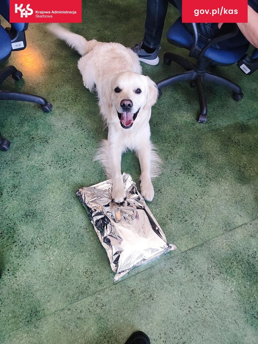 Zdjęcie w galerii na portalu naszraciborz.pl: Pies Kodi złapał trop. KAS wykryła środki odurzające w przesyłce i mieszkaniu wiadomości z regionu