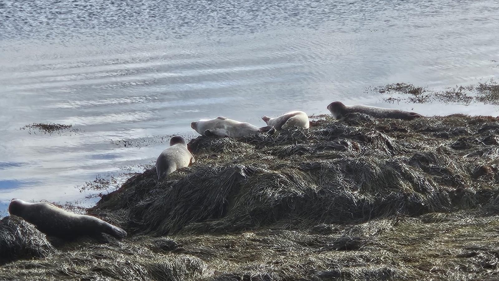 Zdjęcie w galerii na portalu naszraciborz.pl: Odkrywanie robotyki poprzez STEM: Nauczyciele z SP 4 w Raciborzu na warsztatach w Reykjaviku wiadomości z regionu