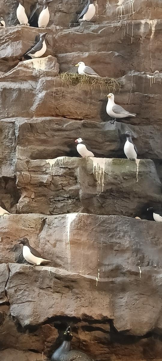 Zdjęcie w galerii na portalu naszraciborz.pl: Odkrywanie robotyki poprzez STEM: Nauczyciele z SP 4 w Raciborzu na warsztatach w Reykjaviku wiadomości z regionu