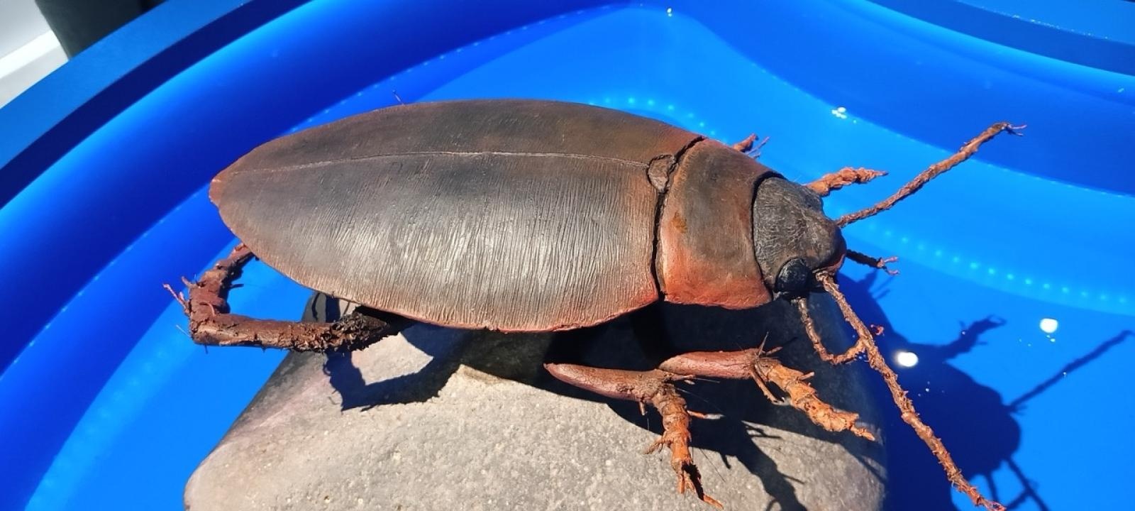 Zdjęcie w galerii na portalu naszraciborz.pl: Odkrywanie robotyki poprzez STEM: Nauczyciele z SP 4 w Raciborzu na warsztatach w Reykjaviku wiadomości z regionu