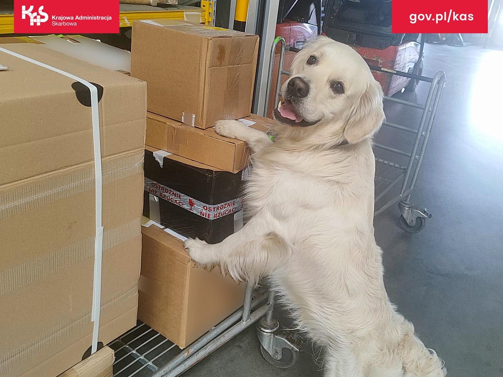 Zdjęcie w galerii na portalu naszraciborz.pl: Marihuana w przesyłce z USA. KAS zabezpieczyła ponad pół kilograma narkotyku wiadomości z regionu