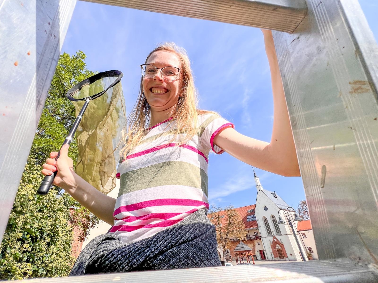 Zdjęcie w galerii na portalu naszraciborz.pl: Przyrodnicza ciekawostka. Lepiarka bluszczówka zlokalizowana na raciborskim... cmentarzu wiadomości z regionu