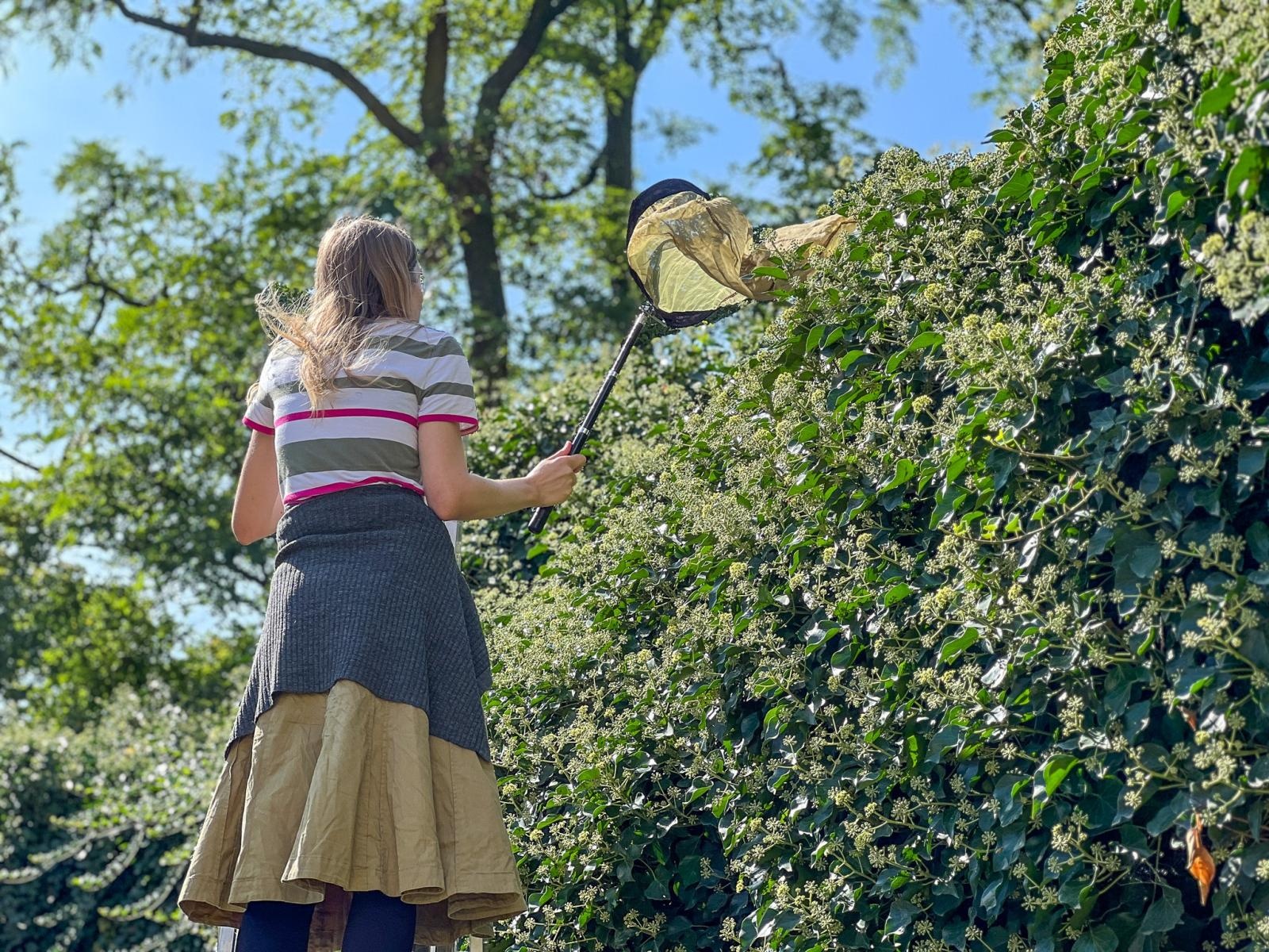 Zdjęcie w galerii na portalu naszraciborz.pl: Przyrodnicza ciekawostka. Lepiarka bluszczówka zlokalizowana na raciborskim... cmentarzu wiadomości z regionu