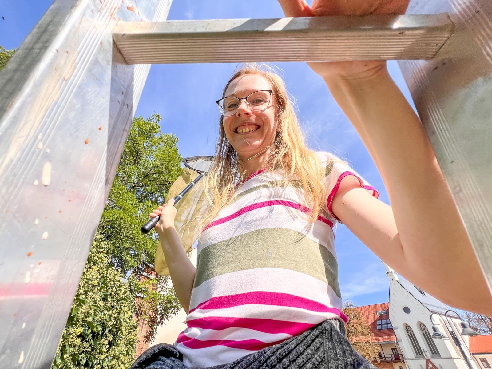 Zdjęcie w galerii na portalu naszraciborz.pl: Przyrodnicza ciekawostka. Lepiarka bluszczówka zlokalizowana na raciborskim... cmentarzu wiadomości z regionu