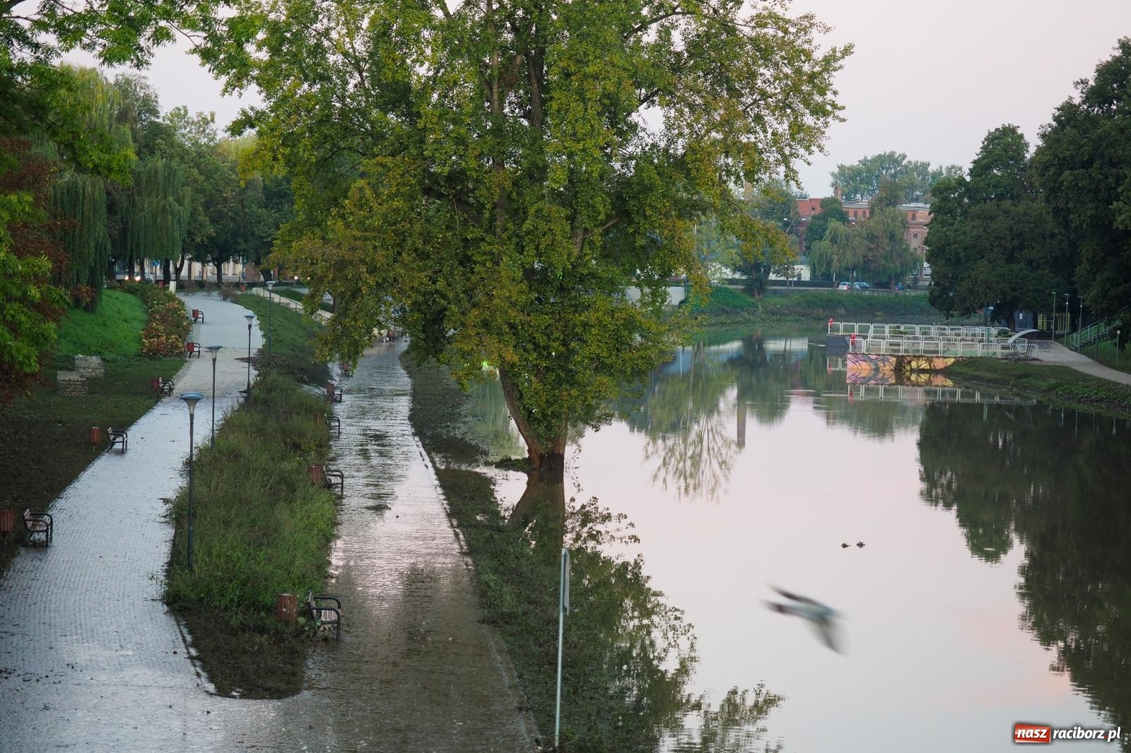 Zdjęcie w galerii na portalu naszraciborz.pl: Raciborskie bulwary po wielkiej wodzie [FOTO] wiadomości z regionu