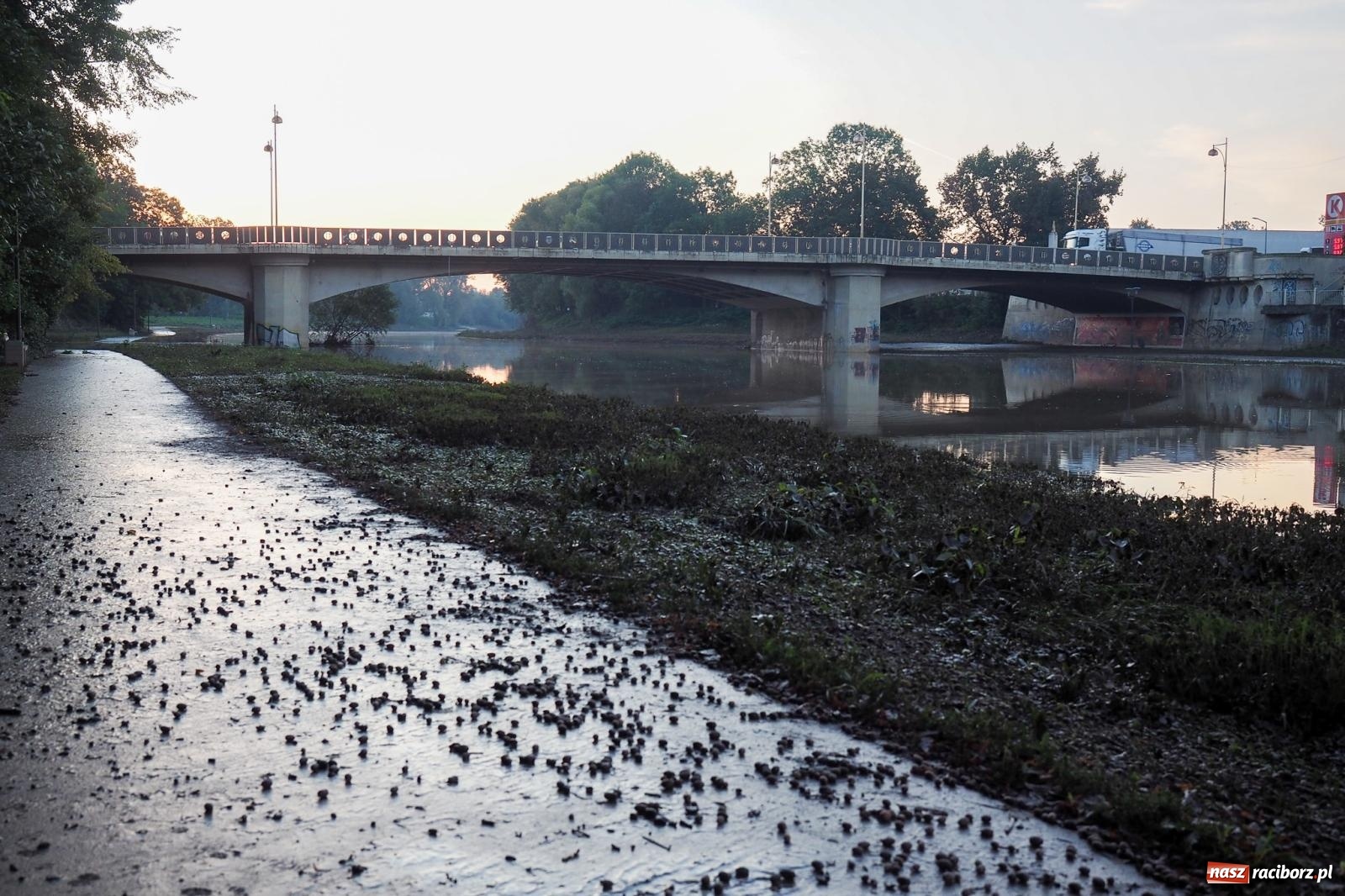 Zdjęcie w galerii na portalu naszraciborz.pl: Raciborskie bulwary po wielkiej wodzie [FOTO] wiadomości z regionu
