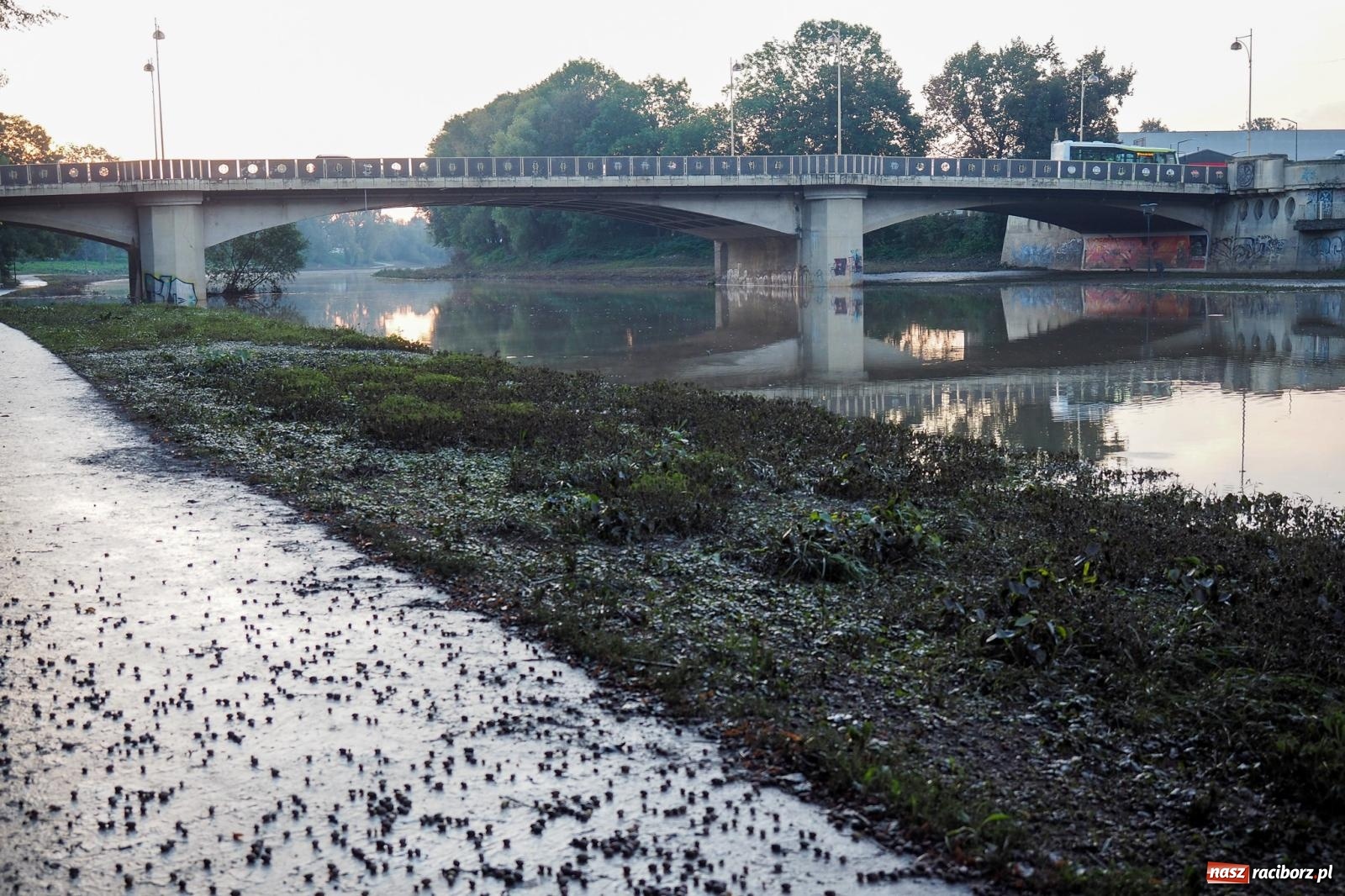 Zdjęcie w galerii na portalu naszraciborz.pl: Raciborskie bulwary po wielkiej wodzie [FOTO] wiadomości z regionu